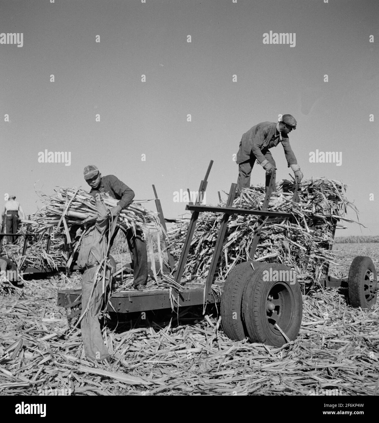 Geschnittenes Zuckerrohr, das für die USSC (United States Sugar Corporation) zu den LKWs transportiert wird. Clewiston, Florida. 1941. Stockfoto