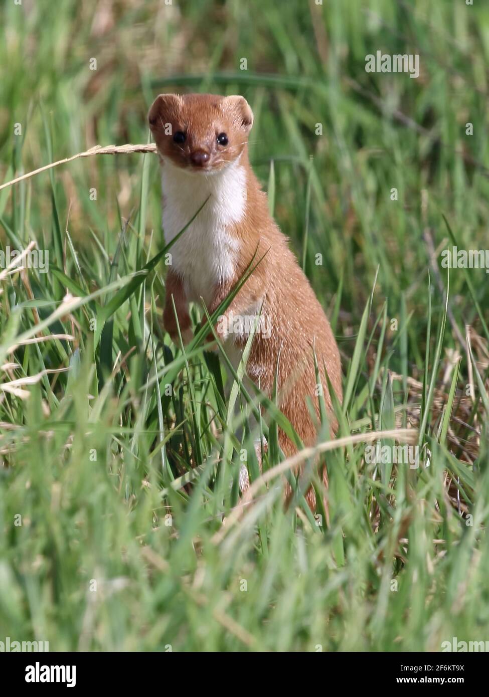 Wiesel (Mustela Nivalis) Stockfoto