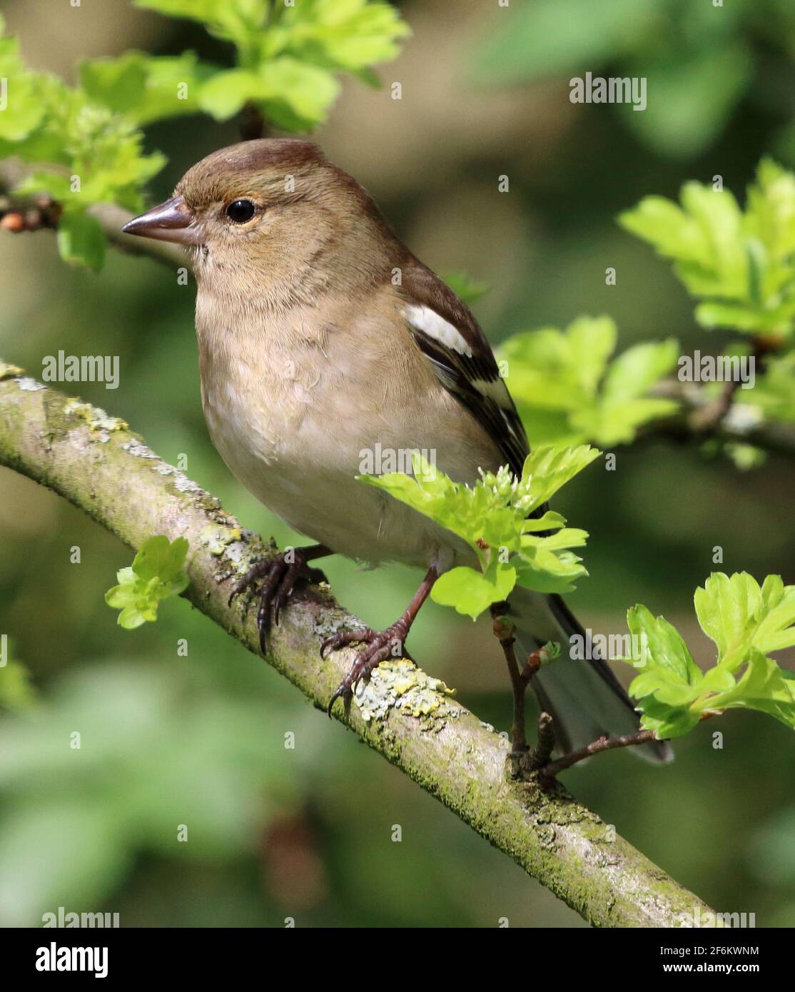 Weiblicher Gemeiner Chaffinch (Fringilla-Koelebs) Stockfoto