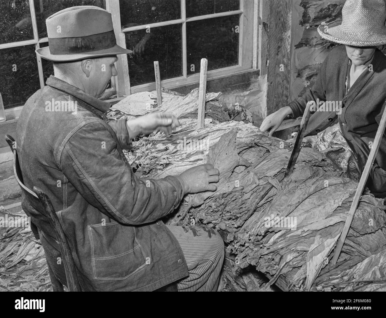 Tabakwarenhändler, der den Tabak des Bauern vor dem Verkauf untersucht. Durham, North Carolina. 1939. Stockfoto