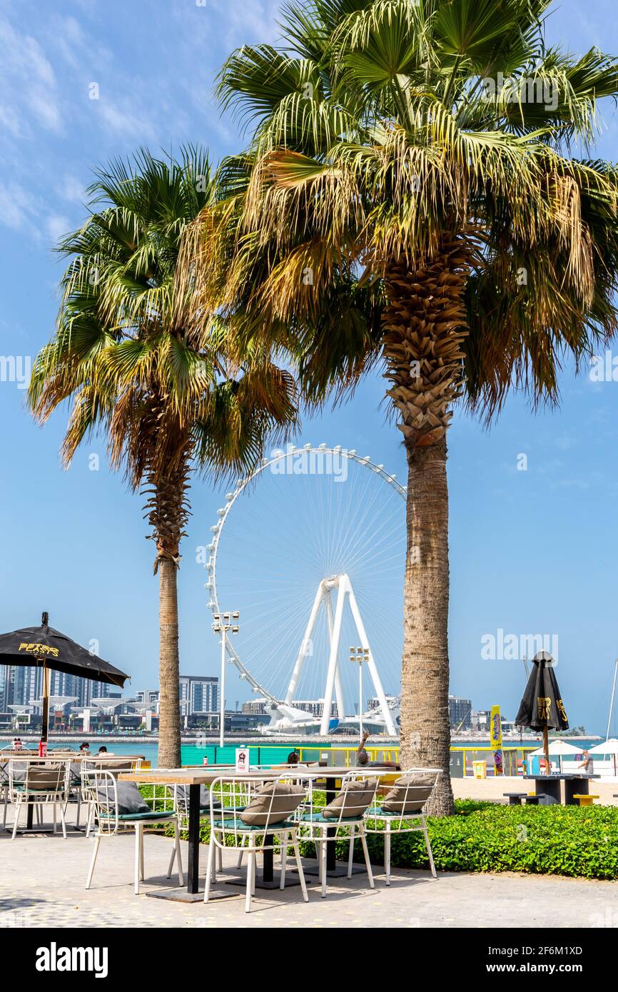 Dubai, VAE, 22.02.2021. Ain Dubai (Dubai Eye) größtes Riesenrad der Welt auf der Insel Bluewaters mit JBR-Tischen in Strandrestaurants und Palmen. Stockfoto