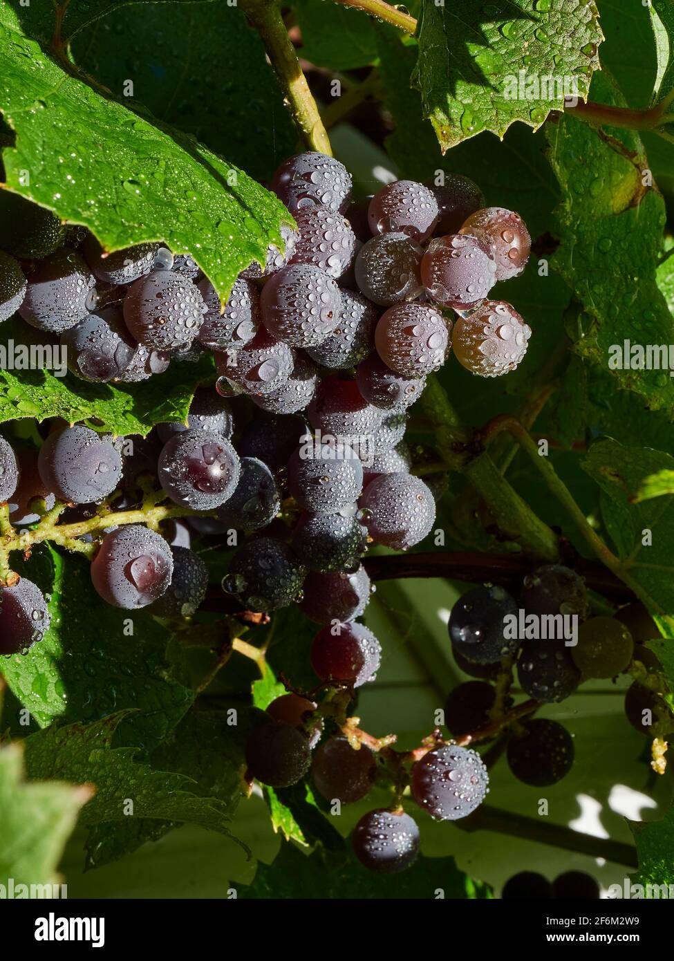 Eine Nahaufnahme eines Bukets Trauben, die in der reifen Sonnenschein nach einem Regen Stockfoto