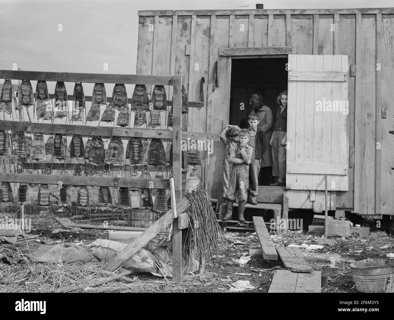 Bisamratten-Häute, die beim spanischen Trapper in den Sümpfen zum Trocknen aufgehängt werden. Dann bringt er die Pelze zur Insel, um sie zu verkaufen. Delacroix Island, Saint Bernard Parish, Louisiana. 1941. Stockfoto