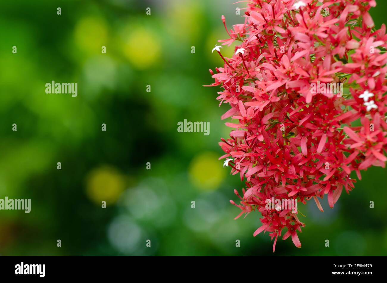 Brautstrauß Blume im Park Stockfoto