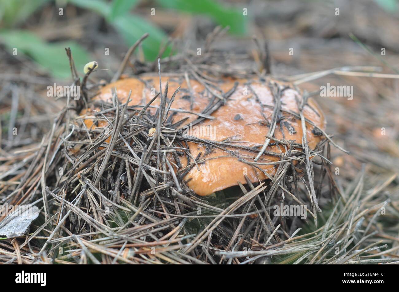 Schöner Pilz von Boletus, der im Nadelwald wächst. Pilze zwischen Kiefernnadeln. Stockfoto