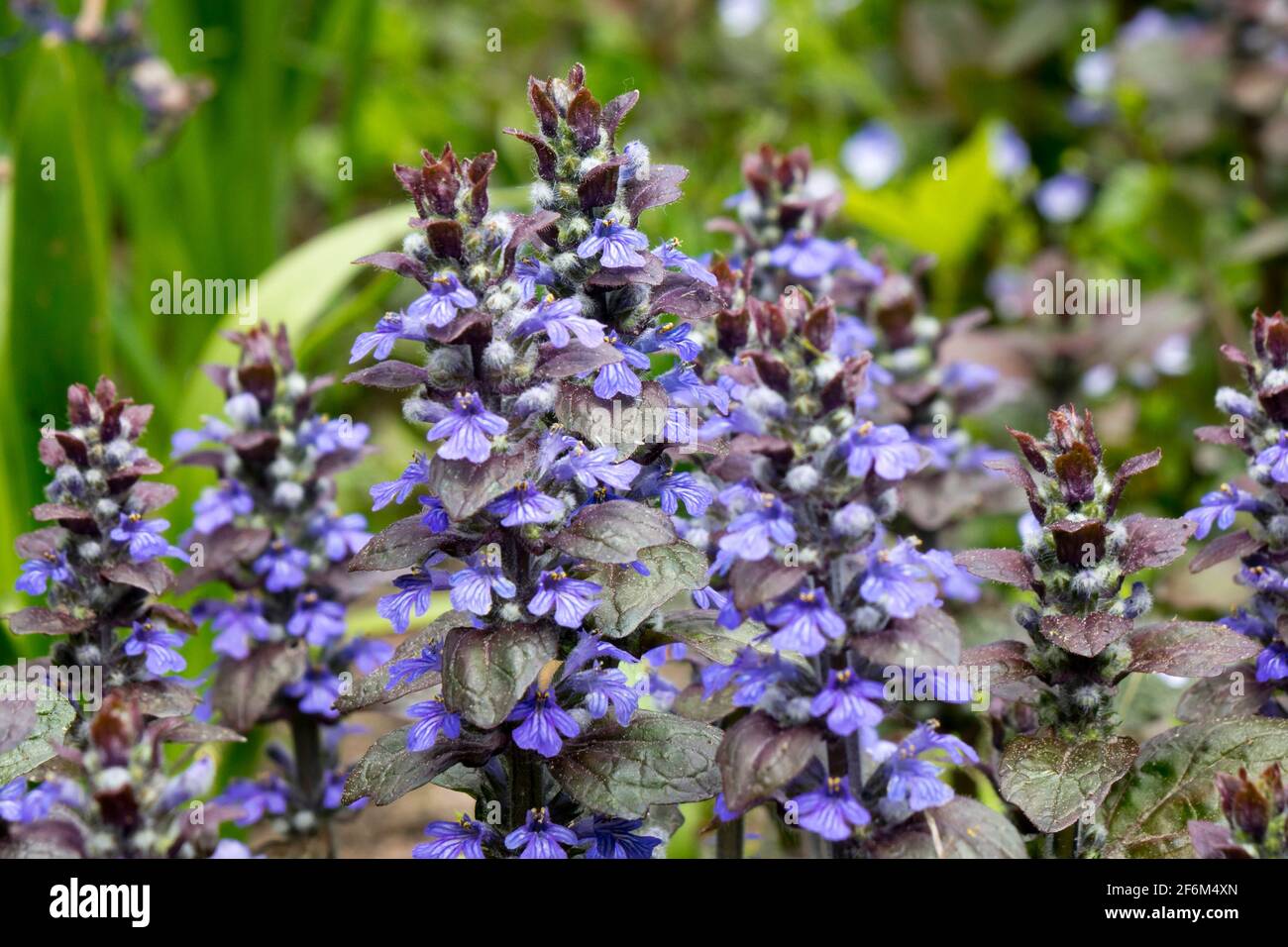 Ajuga reptans ist allgemein bekannt als bugle, blue bugle, bugleherb, bugleweed Stockfoto
