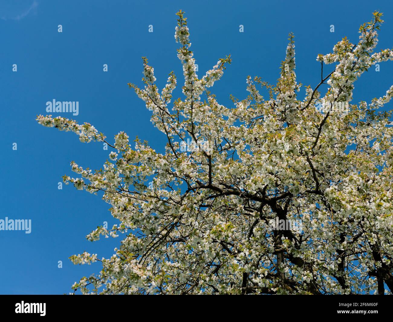 Kirschbaum in voller Blüte Stockfoto