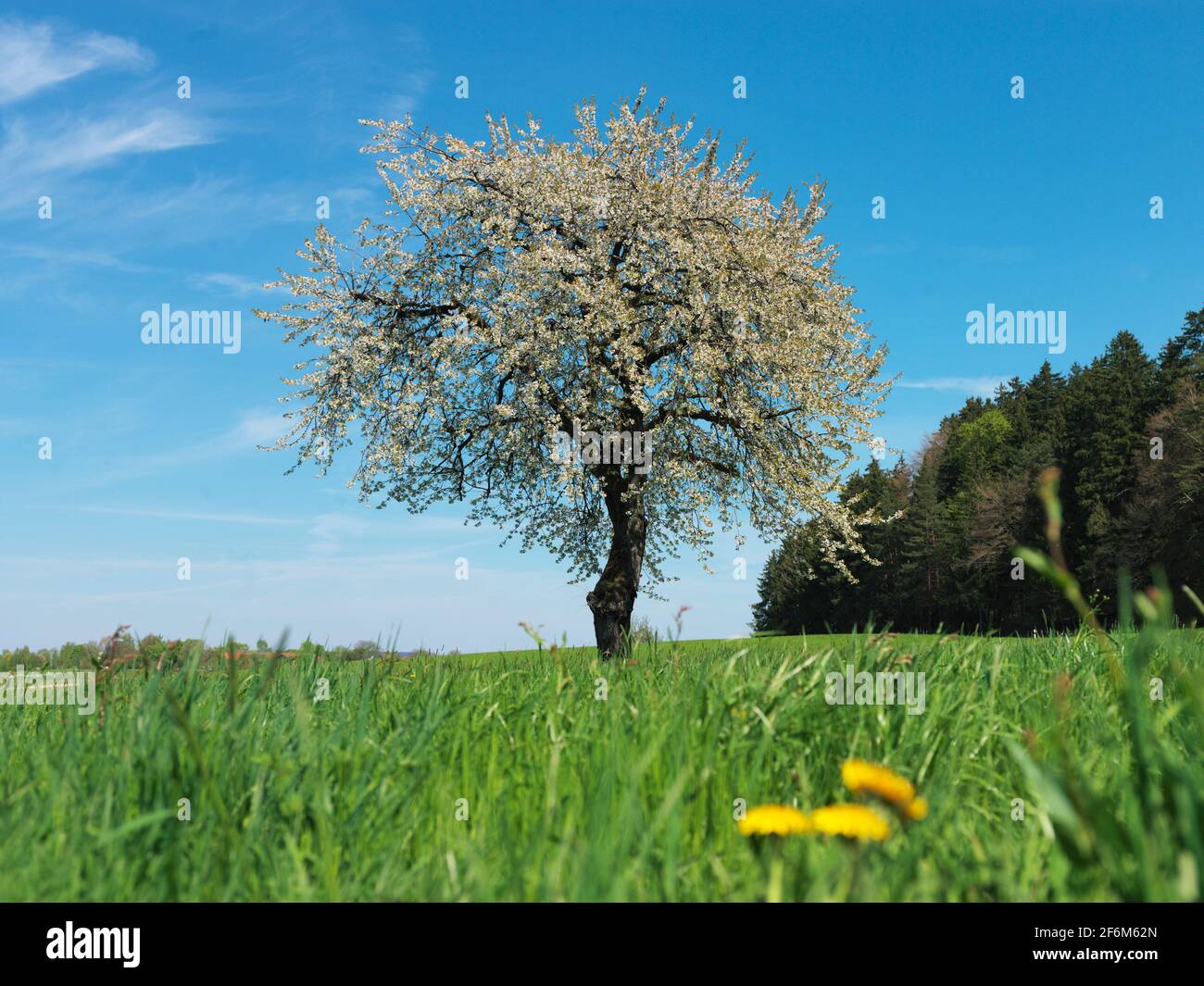 Kirschbaum in voller Blüte Stockfoto