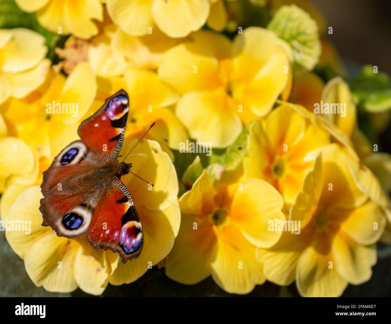 Pfauenschmetterling (Aglais io) ruht auf gelben Primeln Frühlingsblumen. Farbenfroher Europäischer Pfau mit großen Augenspüeln im Garten. Irland Stockfoto