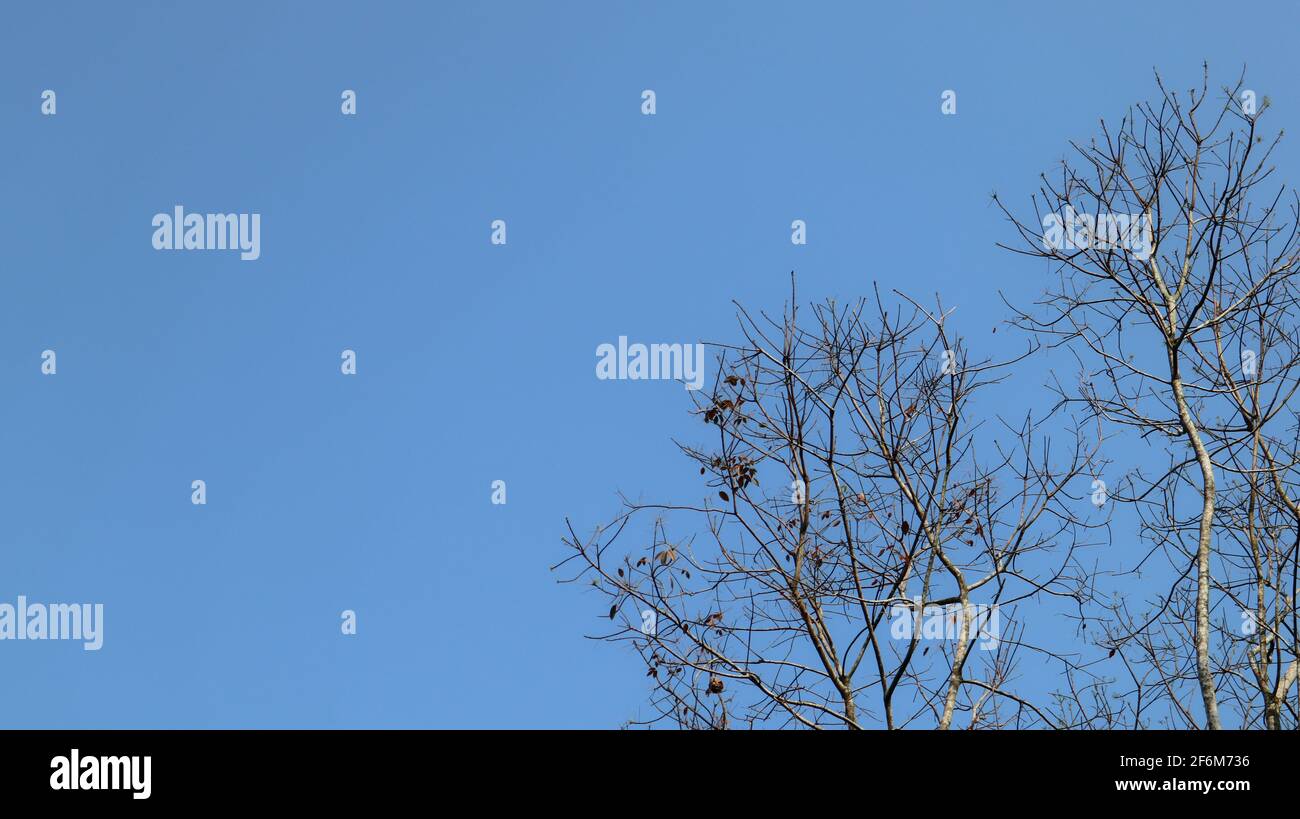 Schöne Ansicht von grünen Gummizweigen unter einem einzigen Blau Himmel Stockfoto