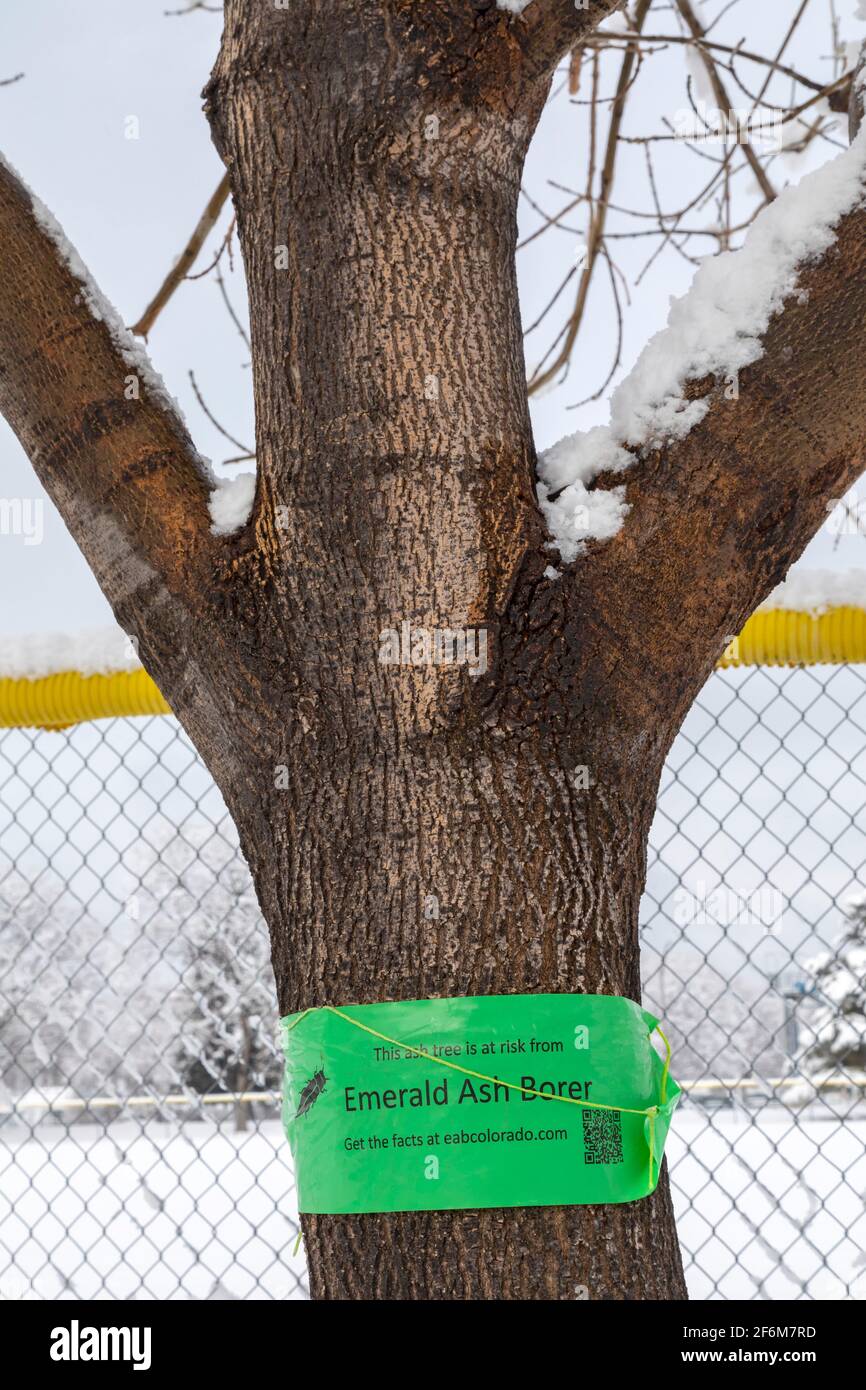 Wheat Ridge, Colorado - EIN Schild auf einer Esche im Vorort Denver warnt vor der Smaragdasche Borer, einer invasiven Spezies, die viele Millionen Menschen getötet hat Stockfoto