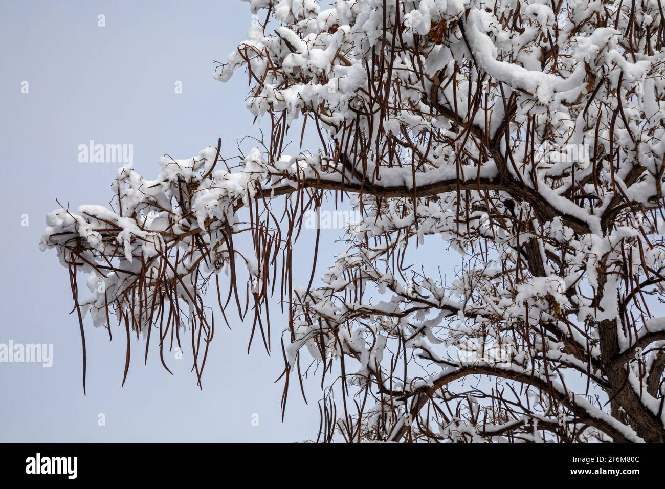 Wheat Ridge, Colorado - die langen Bohnenschoten auf einem Katalpa-Baum nach einem Winterschnee. Stockfoto