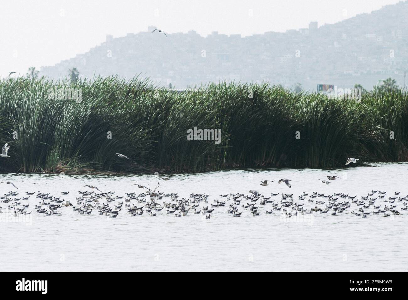 Vögel im Pantanos de Villa Sumpf der Villa, Chorrillos, Lima Peru. Stockfoto