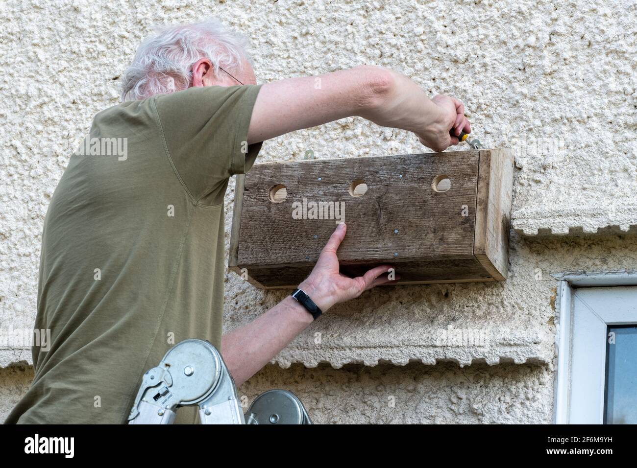 Mann, der einen Sperling-Kasten (kommunalen Nistkasten) an der Wand eines Hauses aufstellt, Großbritannien Stockfoto