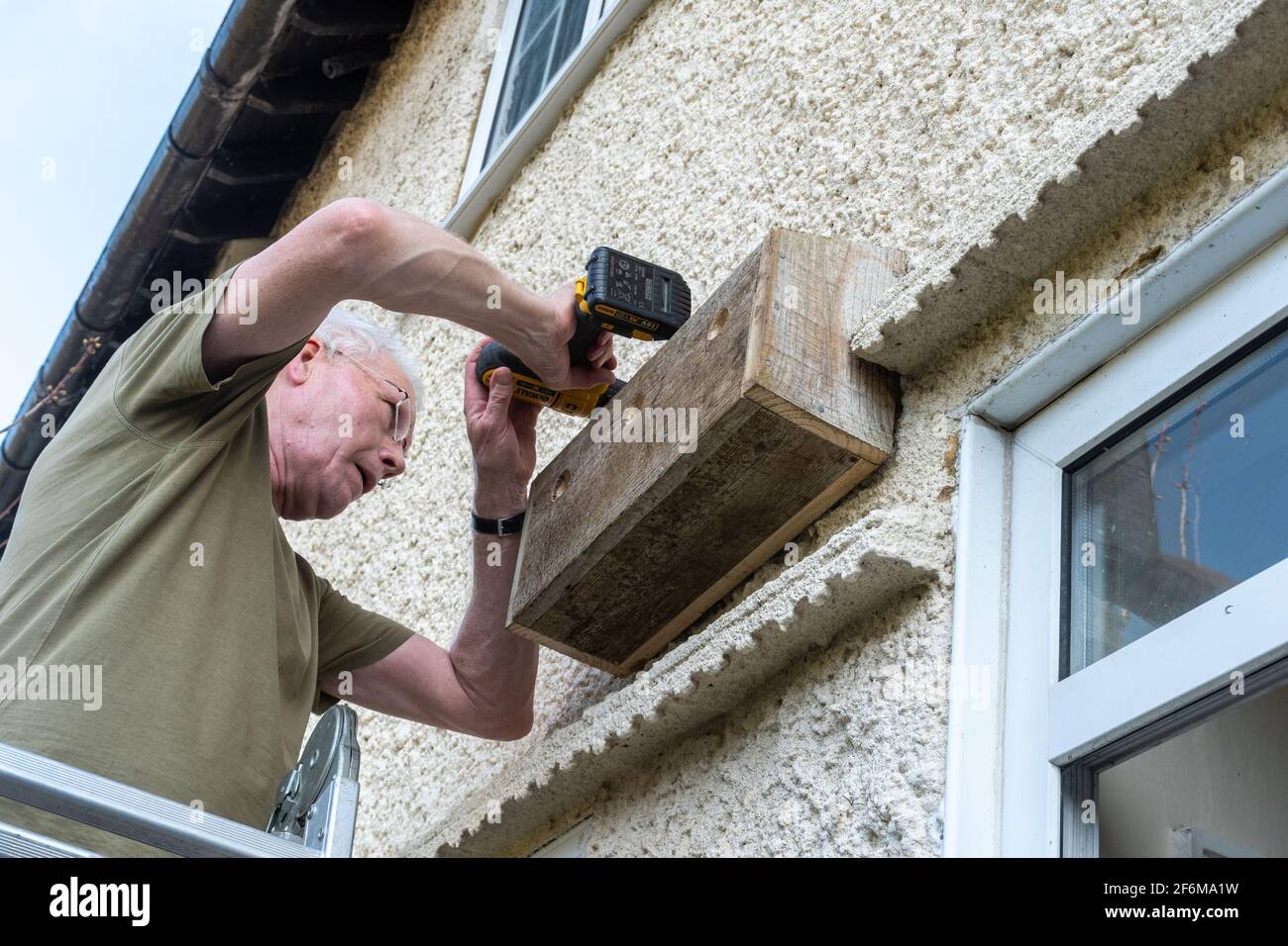Mann, der einen Sperling-Kasten (kommunalen Nistkasten) an der Wand eines Hauses aufstellt, Großbritannien Stockfoto