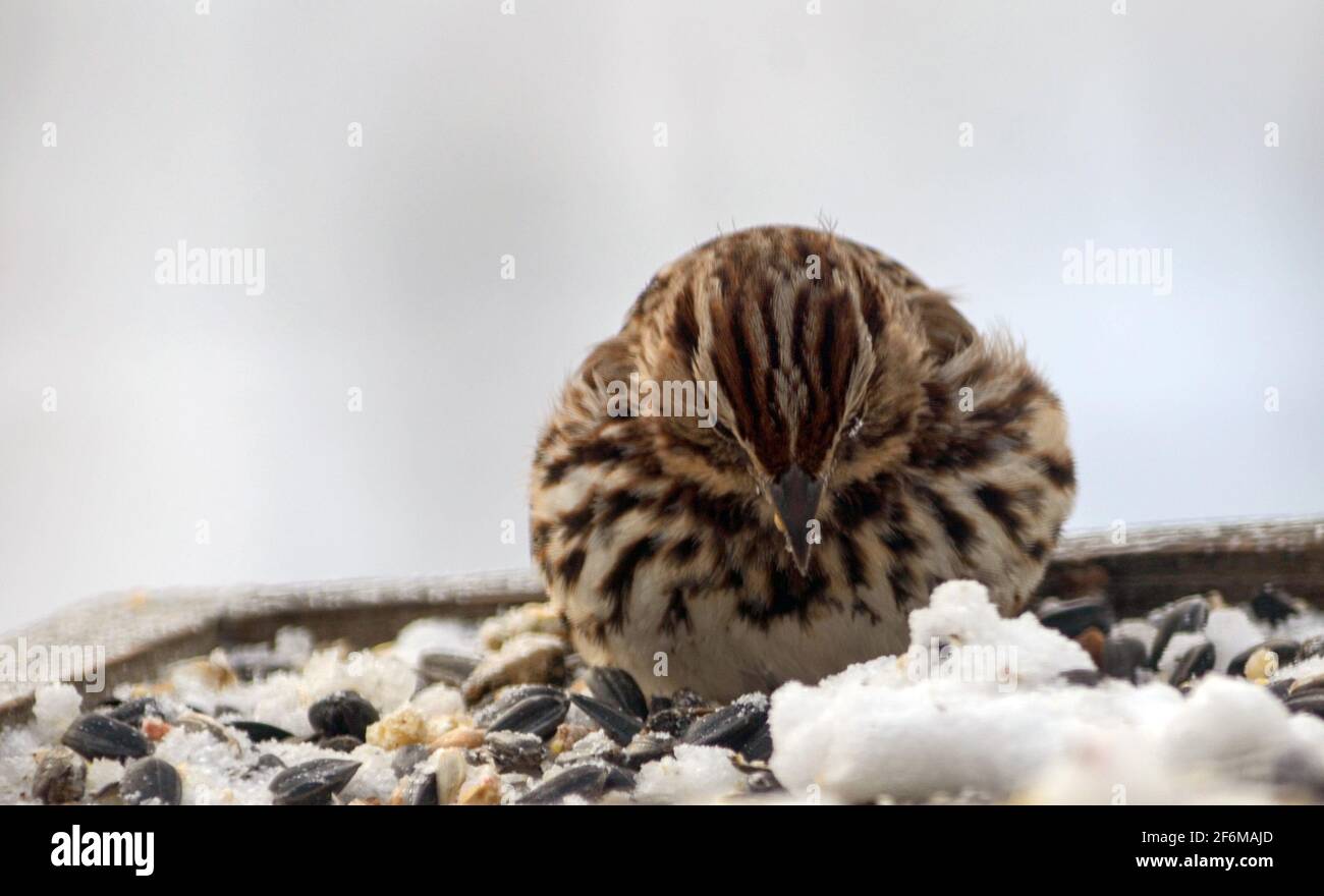 Singsparrow auf einem Futterhäuschen im Winter Stockfoto