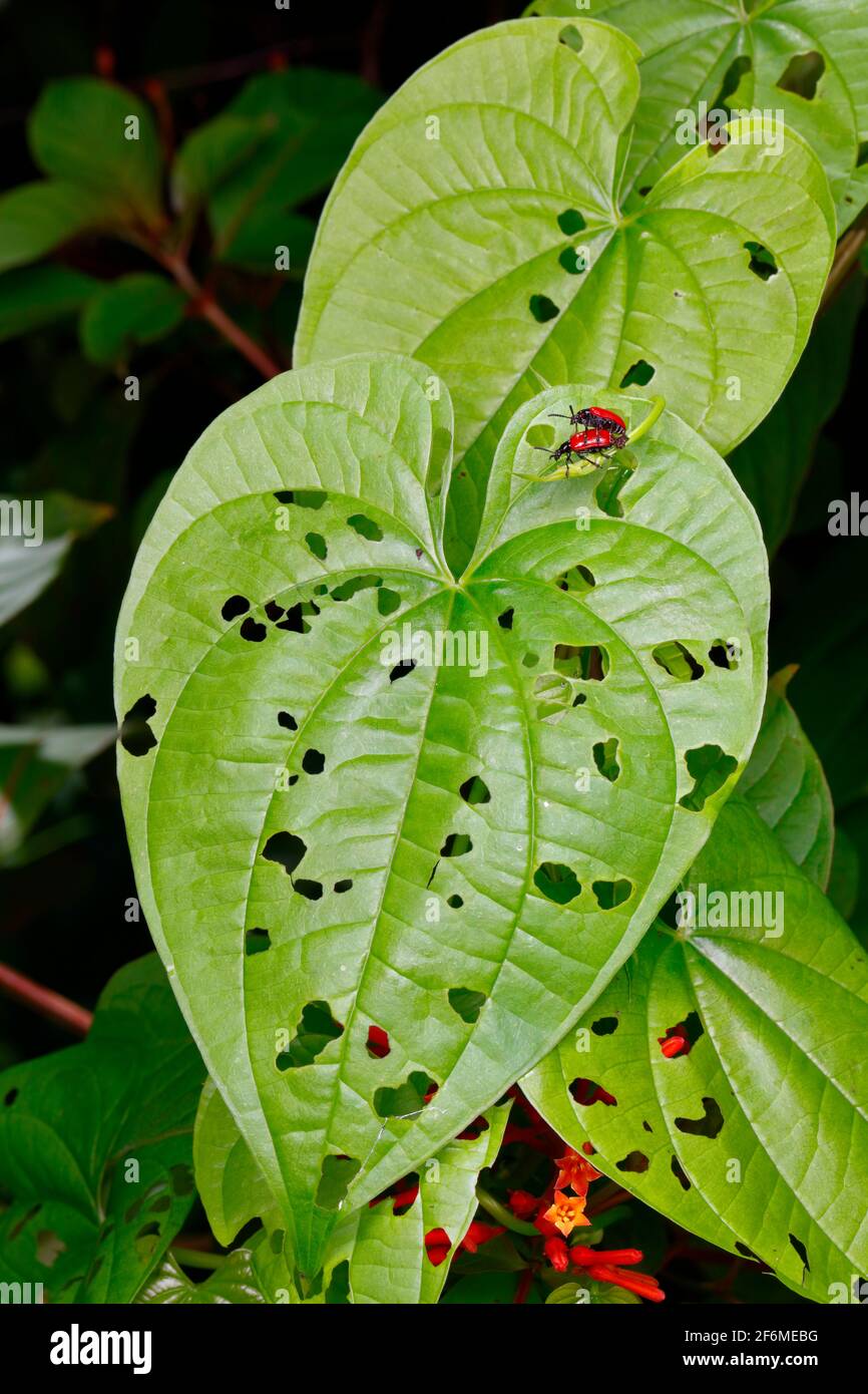 Luftkartoffelblattkäfer, Lilioceris cheni, paaren sich auf einem Luftkartoffelblatt. Stockfoto