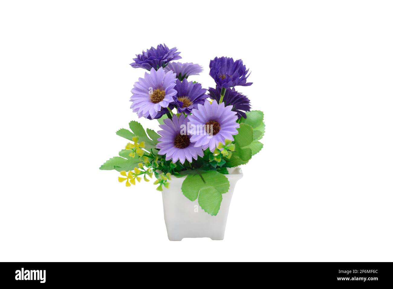 Topfpflanze Gerbera lila. Inneneinrichtung. Isoliert auf weißem Hintergrund. Stockfoto