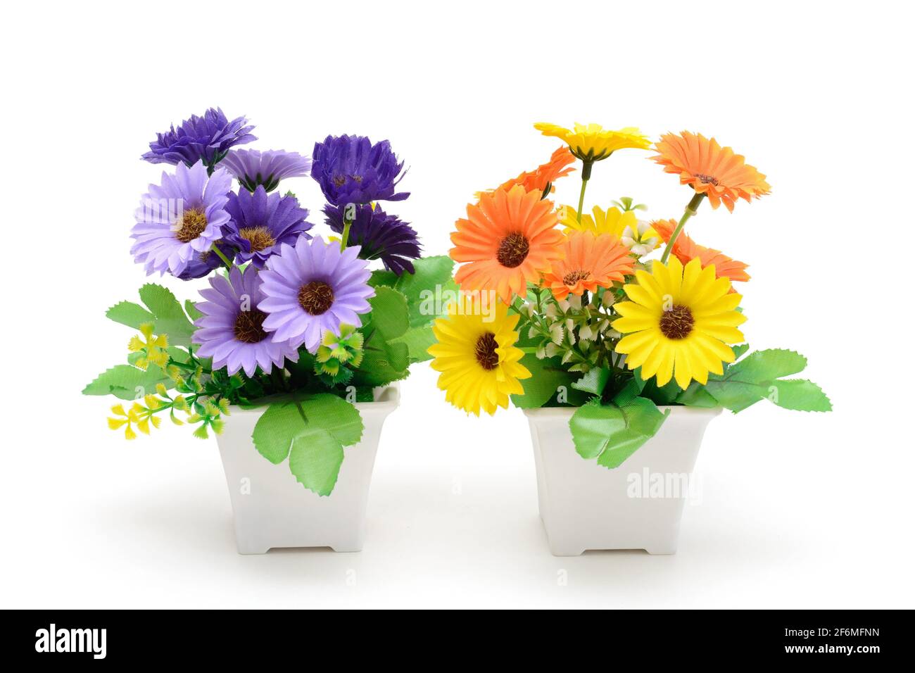 Zwei blühende Pflanzen in Töpfen. Gerbera ist violett und gelb. Inneneinrichtung. Isoliert auf weißem Hintergrund. Stockfoto