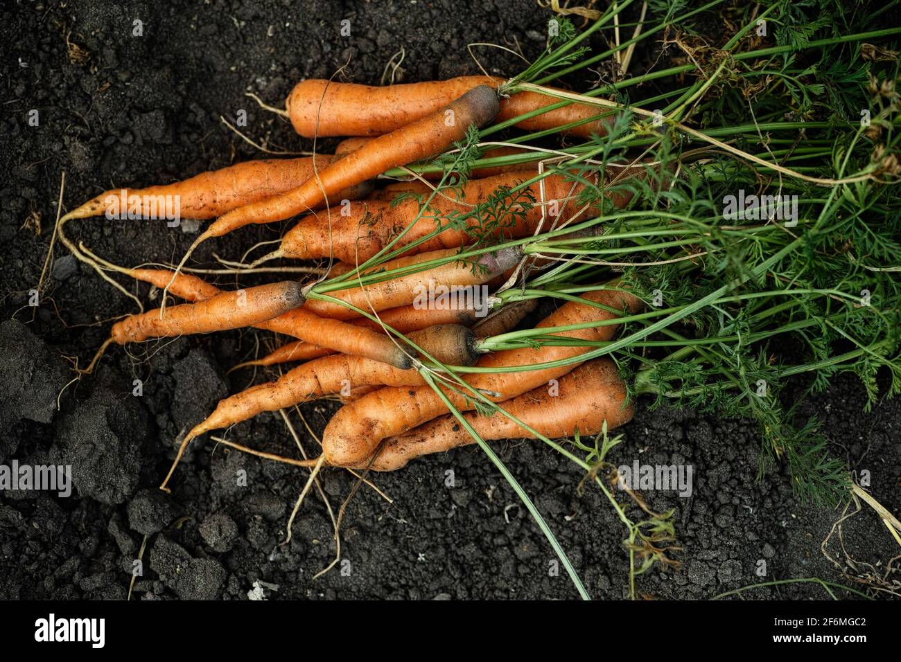 Frisch geerntete Karotten auf dem Boden. Low-Taste. Stockfoto