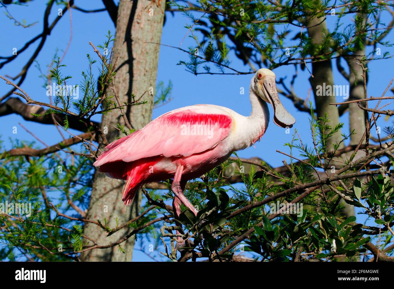 Ein Rosenlibber, Platalea ajaja, thronte in einem Baum. Stockfoto