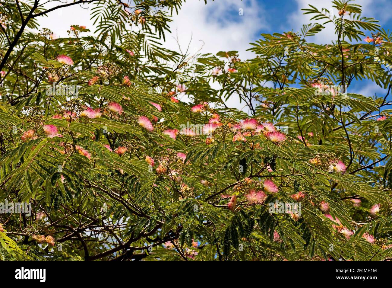 Albizia julibrissin Durazz oder persischer Mimosenbaum mit schönen Blumen in Nisovo, Bulgarien Stockfoto