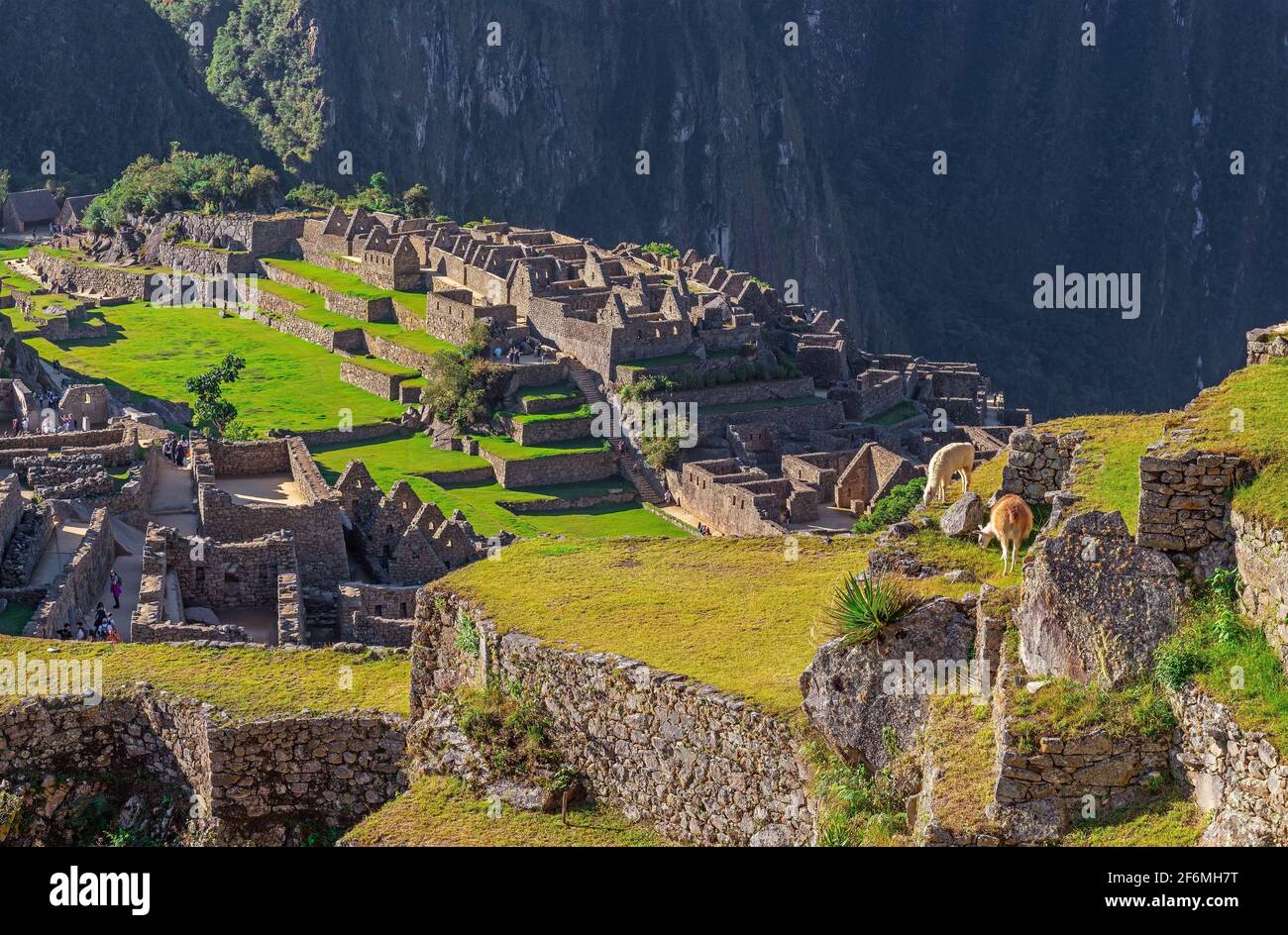 Zwei Lamas (Lama glama) fressen Gras auf den Landwirtschaftsterrassen von Machu Picchu, Cusco, Peru. Stockfoto