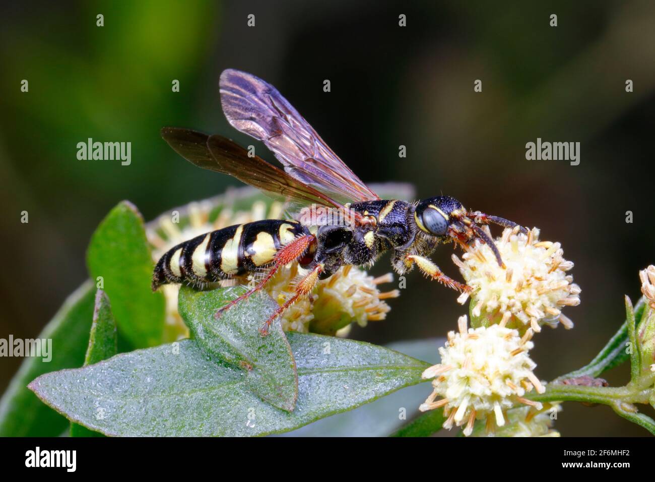 Eine skoliide Wasp, Colpa octomaculata, nectaring eine weiße Blume. Stockfoto