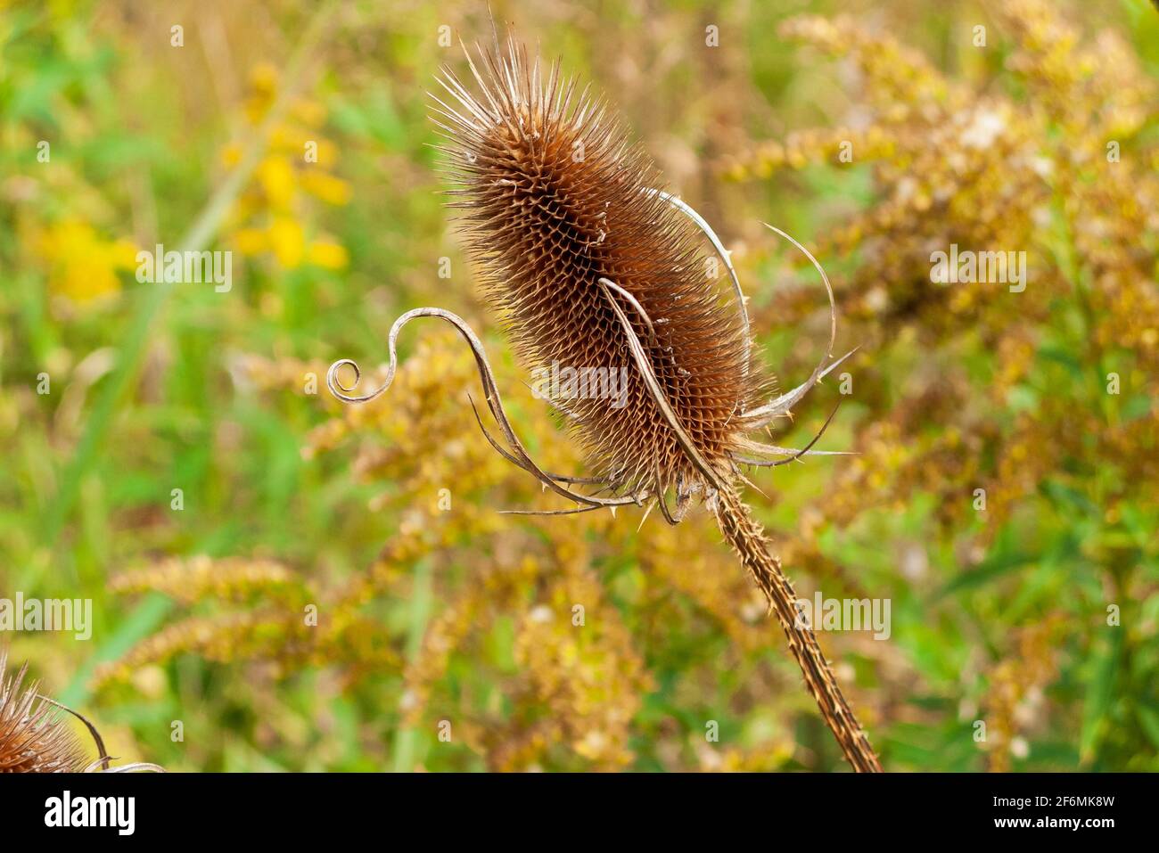 Getrockneter gemeinsamer Teelenkamm oder Samenkopf, Dipsacus fullanum, auch bekannt als Teazel, Teelöffel. USA Stockfoto