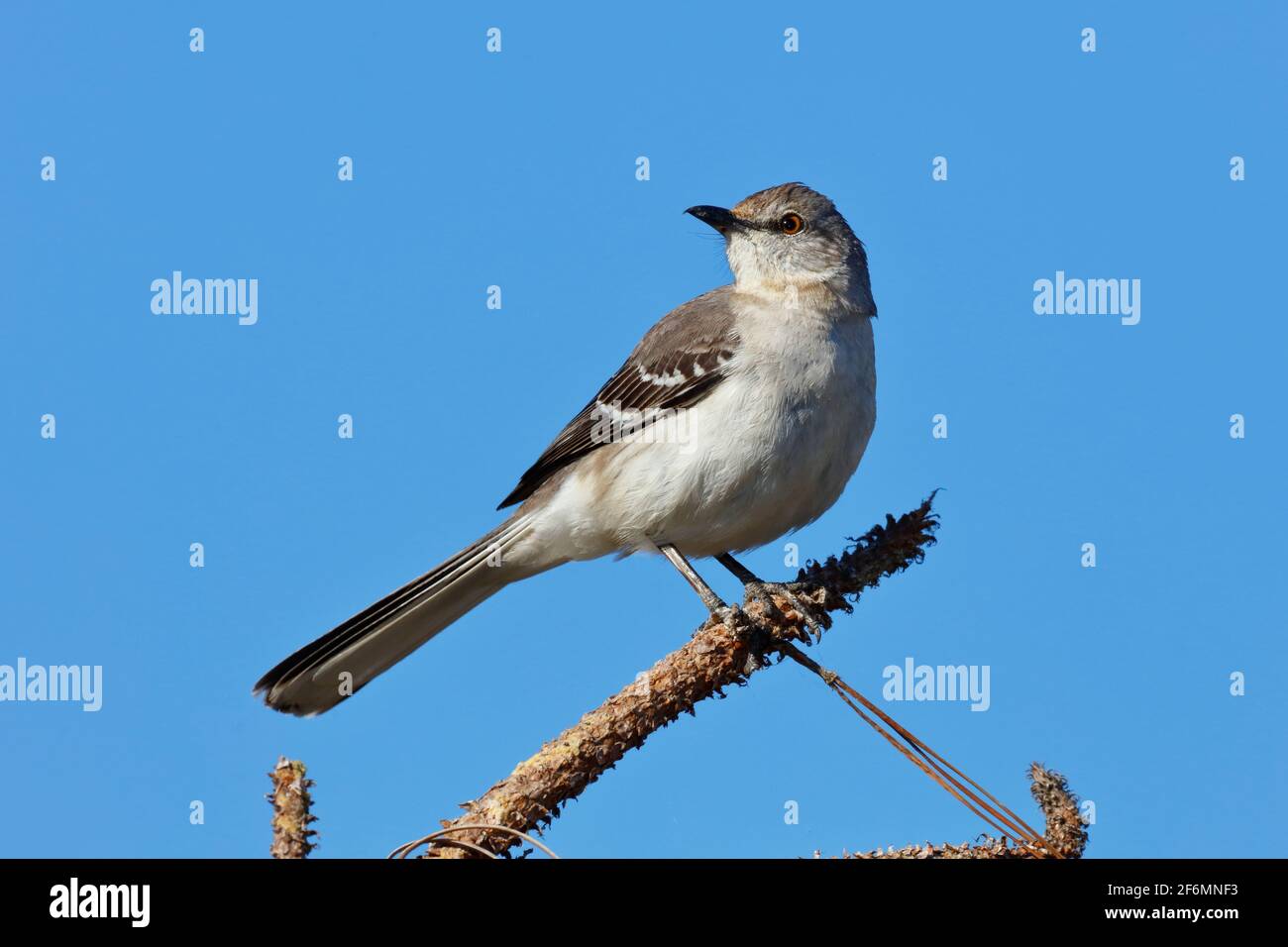Ein nördlicher Mockingbird, Mimus polyglottos, thront in einem Baum. Stockfoto