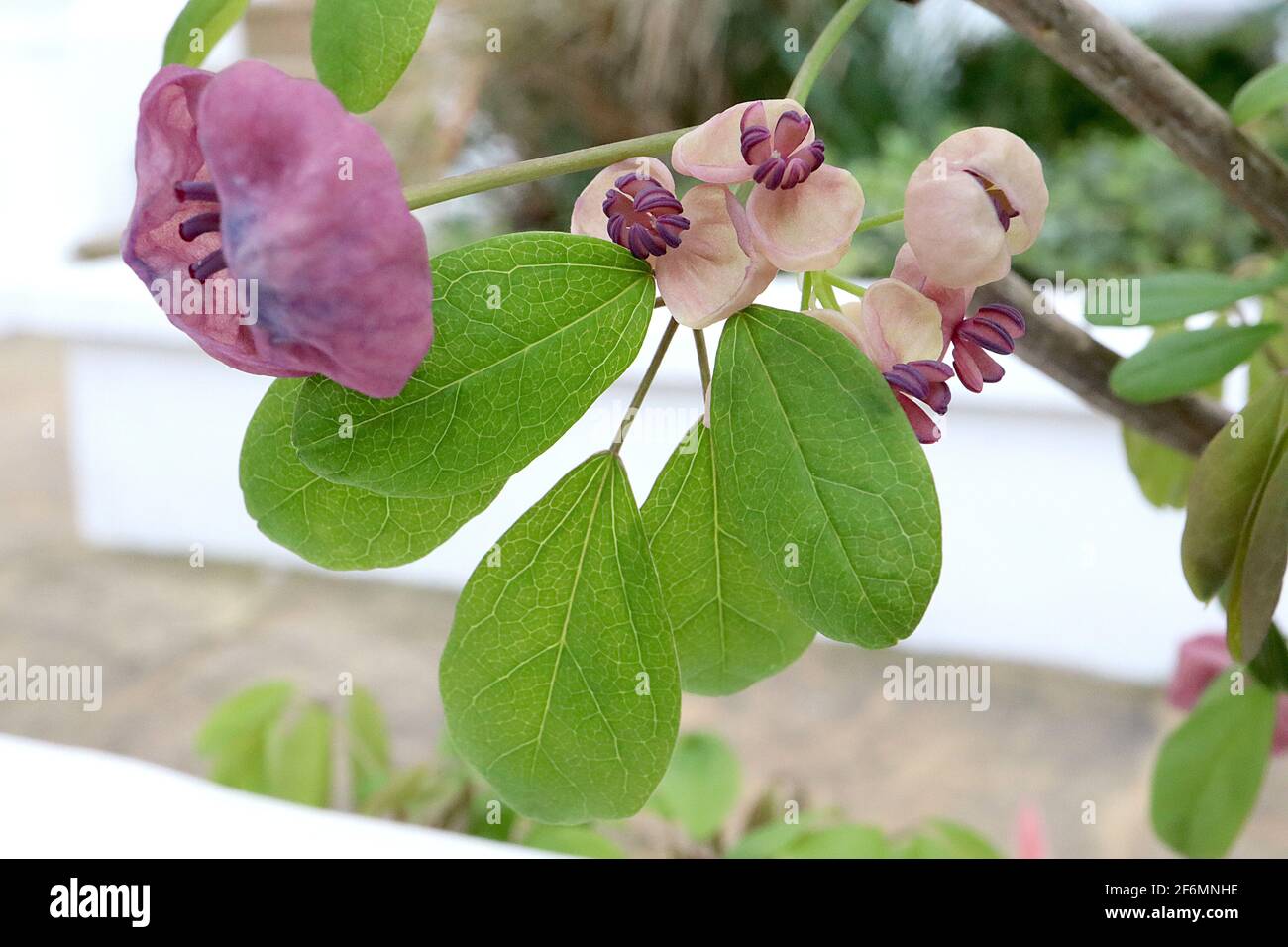 Akebia quinata Schokoladenrebe – duftende, lila, schalenförmige Blüten mit dicken Kelchblättern, April, England, Großbritannien Stockfoto