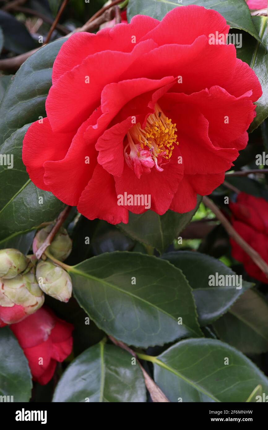 Camellia japonica ‘Grand Slam’ Camellia Grand Slam – halb-doppelt oder Anemone aus roten Blüten, April, England, Großbritannien Stockfoto