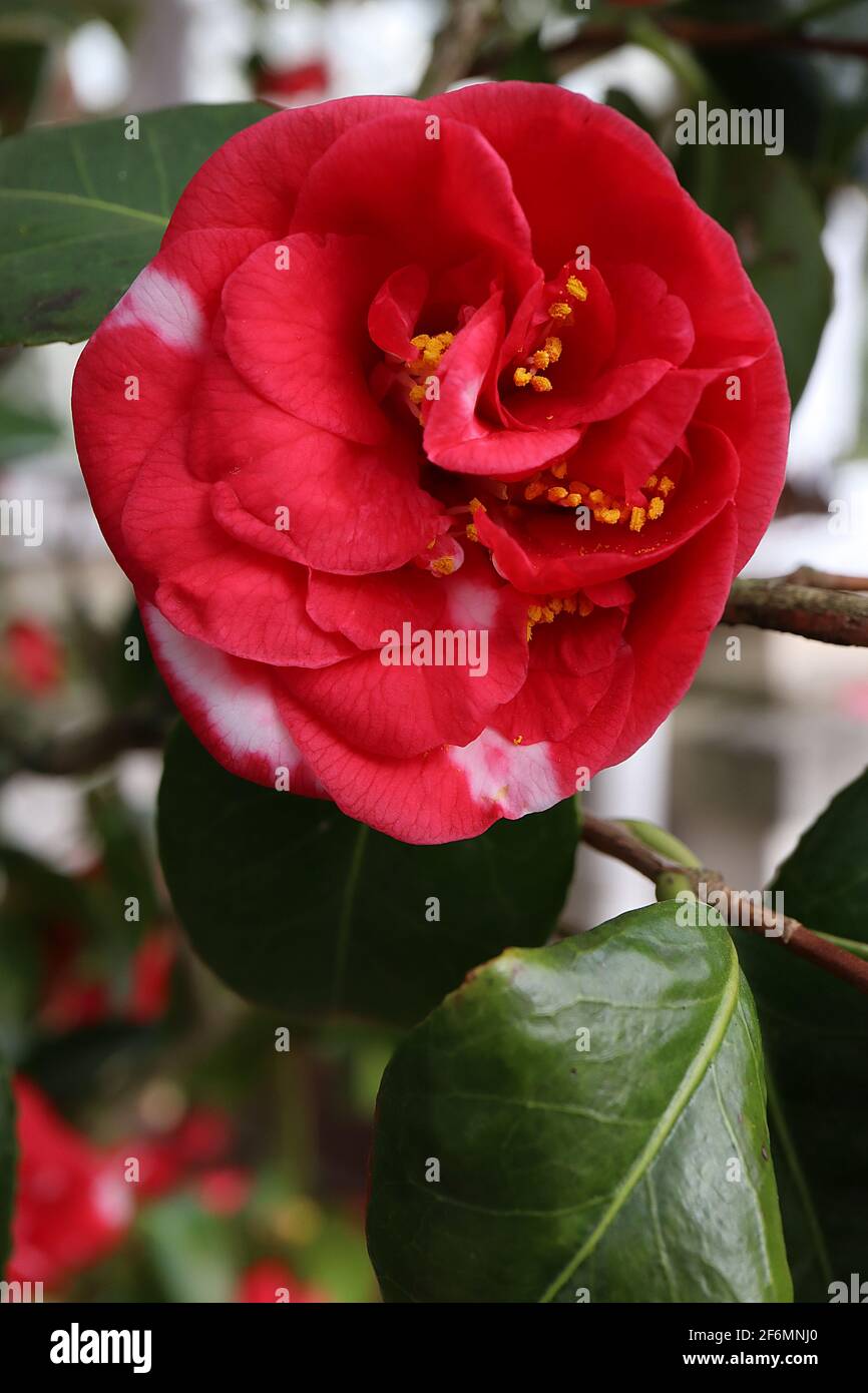 Camellia japonica ‘Adolphe Audusson Variegated’ Camellia Adolphe Audusson – peonieform doppelte rote Blume mit weißen Spritzern, April, England, Großbritannien Stockfoto