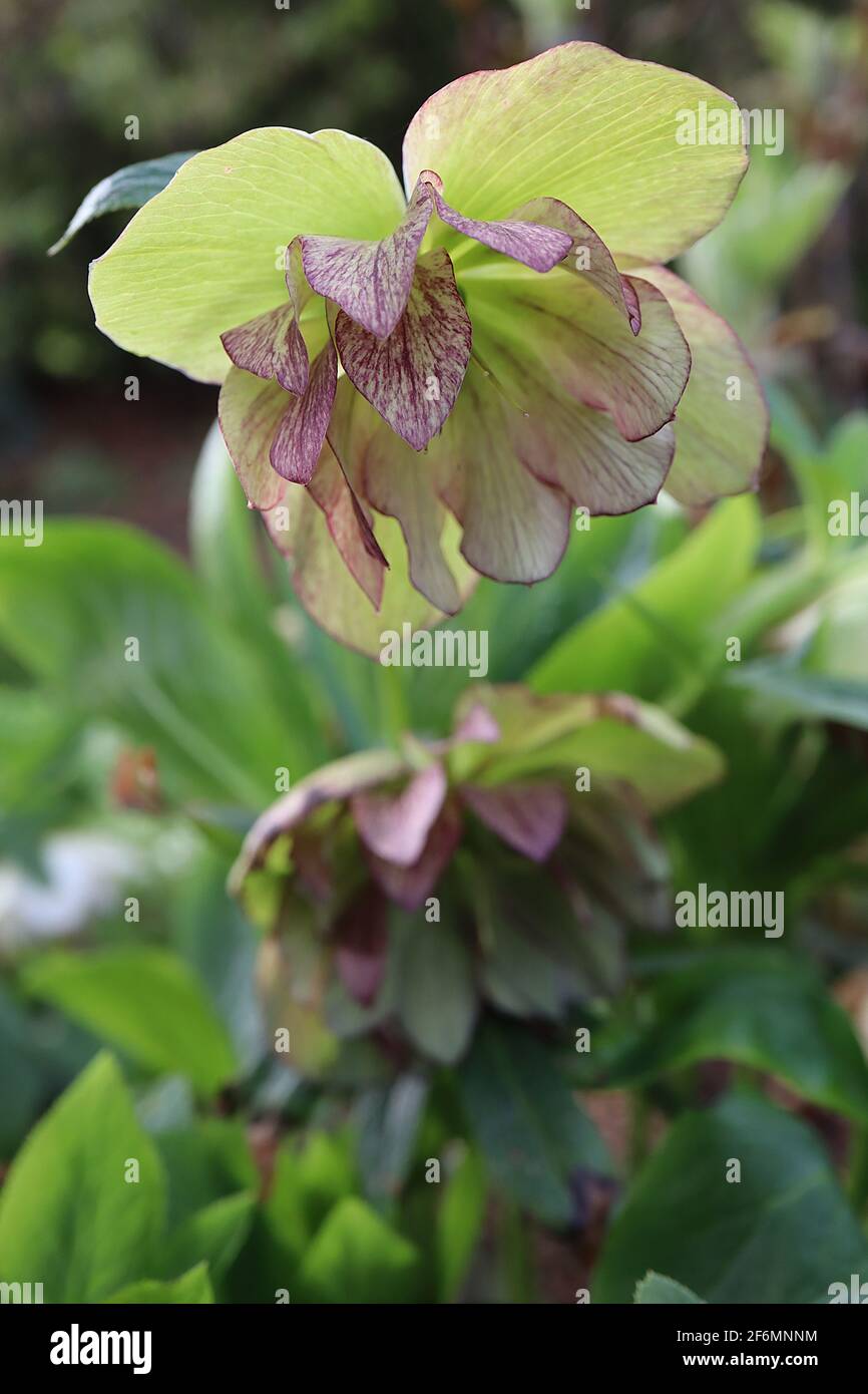 Helleborus x hybridus ‘Jade Tiger’ Hellebore Jade Tiger – hellgrüne Doppelblüten mit purpurroten Blütenblattrücken, April, England, UK Stockfoto
