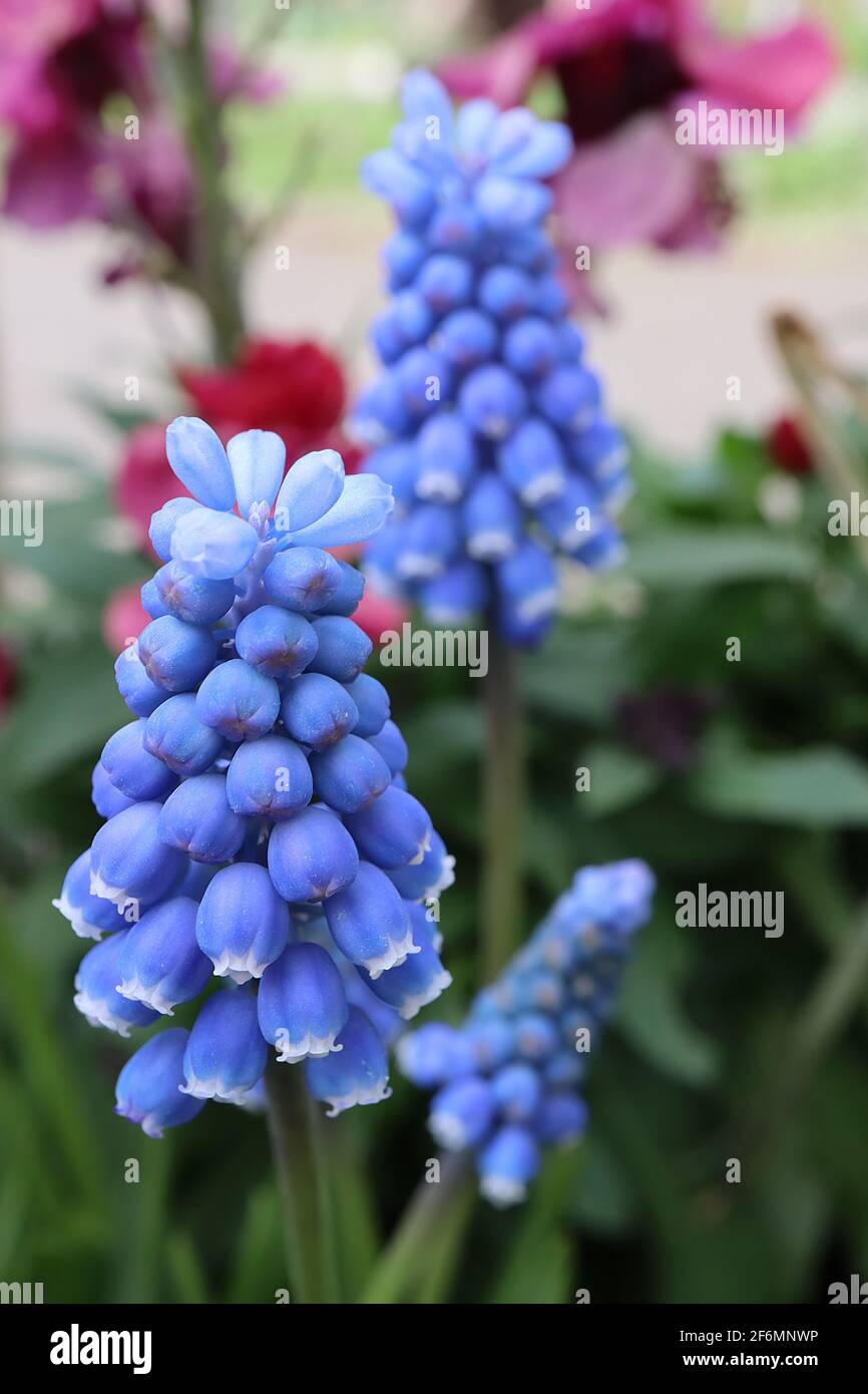 Muscari armeniacum ‘Atlantic’ Traubenhyazinthe Atlantic – azurblaue ur-förmige Blüten, hellblaue Blüten oben, weiße Zähne, April, England, Großbritannien Stockfoto