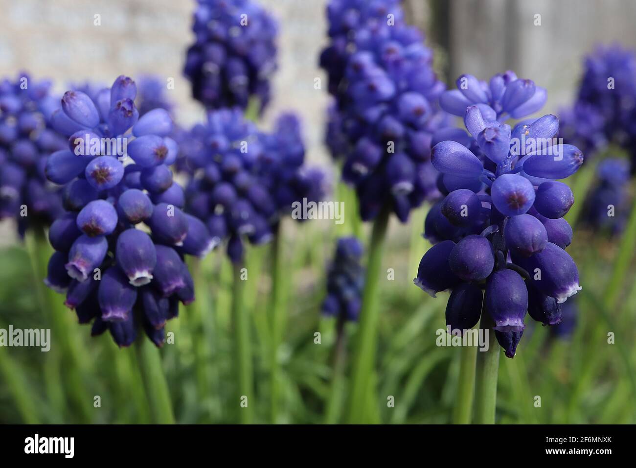 Muscari armeniacum ‘Dark Eyes’ Traubenhyazinthe Dark Eyes – dunkelviolette und azurblaue Blüten mit grasähnlichen Blättern, April, England, Großbritannien Stockfoto