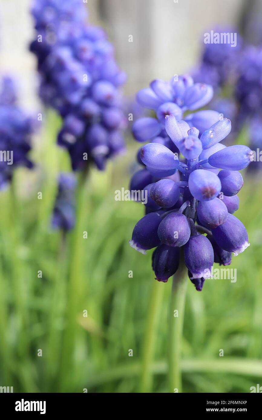 Muscari armeniacum ‘Dark Eyes’ Traubenhyazinthe Dark Eyes – dunkelviolette und azurblaue Blüten mit grasähnlichen Blättern, April, England, Großbritannien Stockfoto