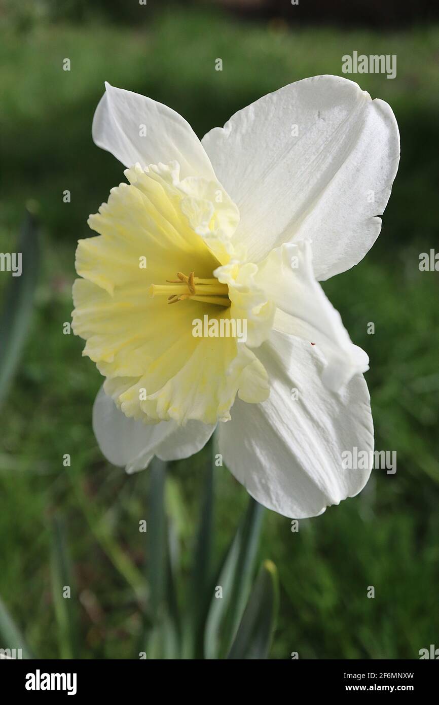 Narcissus / Daffodil ‘Ice Follies’ Division 2 großschalige Daffodils, Zitronenblüten und goldgelbe Trompete, April, England, Großbritannien Stockfoto