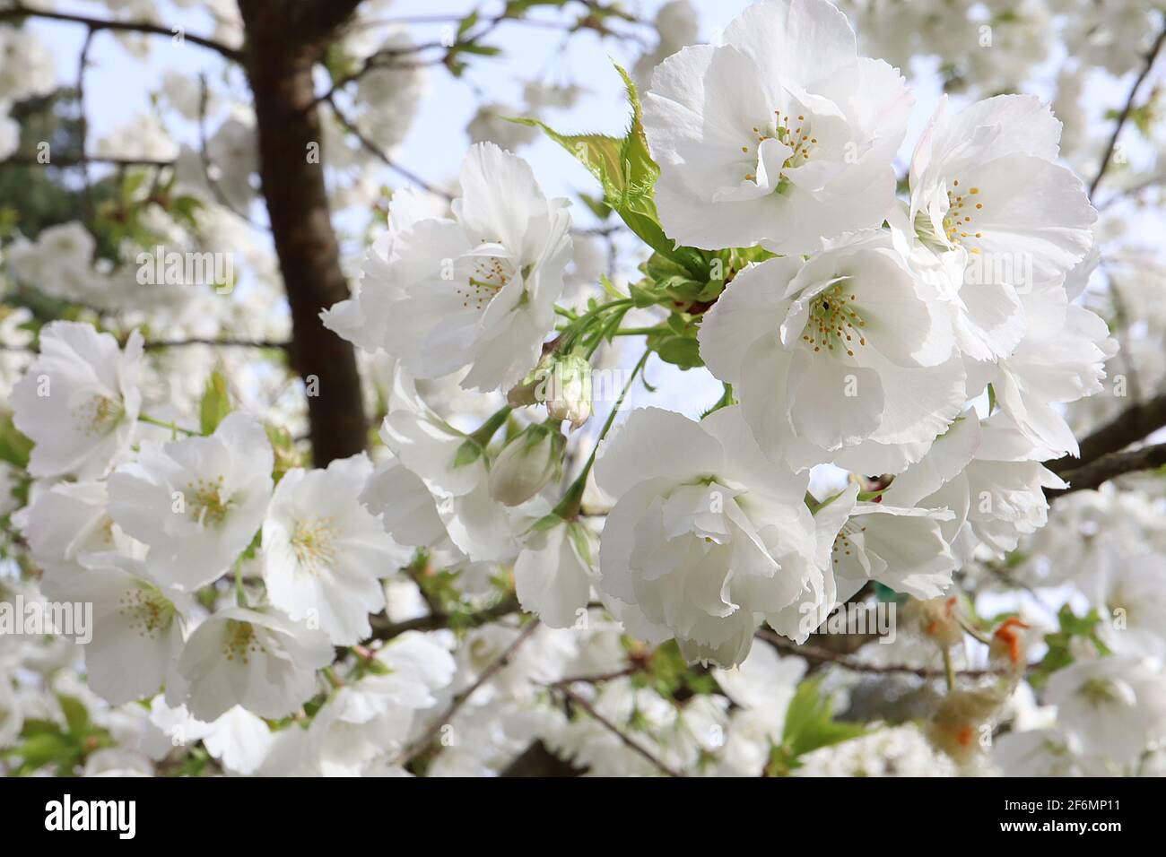 Prunus ‘Snow Goose’ Snow Goose Kirschblüte – doppelte weiße Blüten und frische grüne Blätter, April, England, Großbritannien Stockfoto