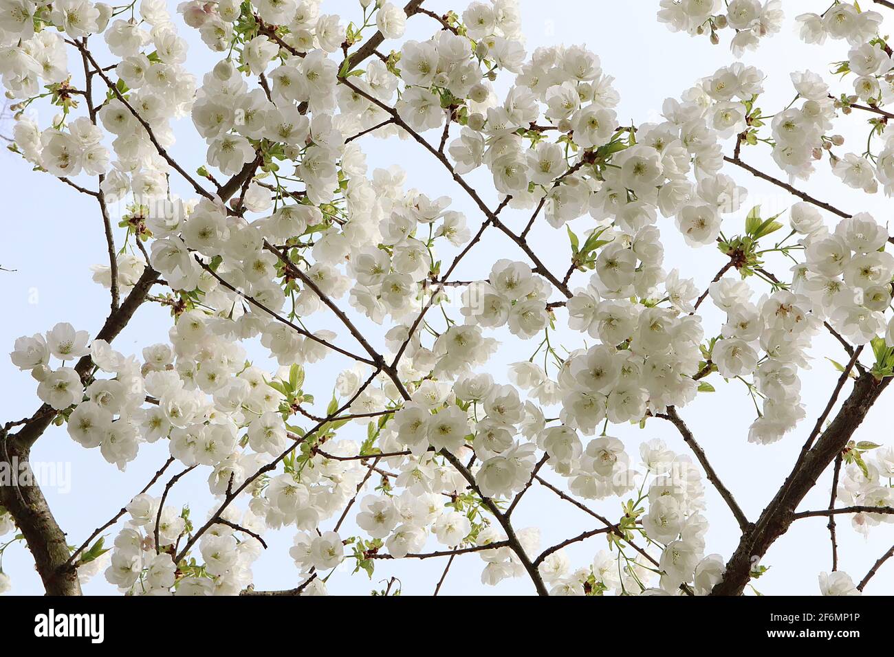 Prunus ‘Snow Goose’ Snow Goose Kirschblüte – doppelte weiße Blüten und frische grüne Blätter, April, England, Großbritannien Stockfoto