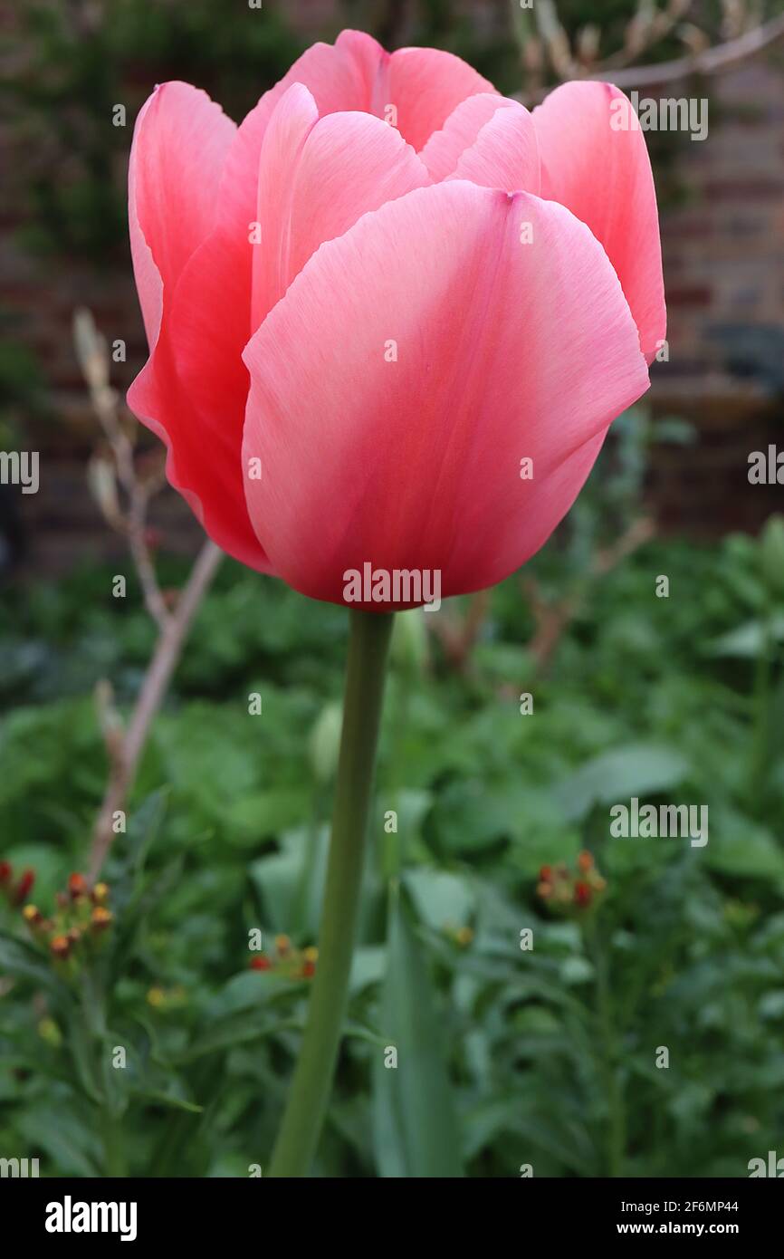 Tulipa ‘Pink Impression’ Darwin Hybrid 4 Pink Impression Tulpe - tiefrosa Blüten, breite hellrosa Ränder, April, England, Großbritannien Stockfoto