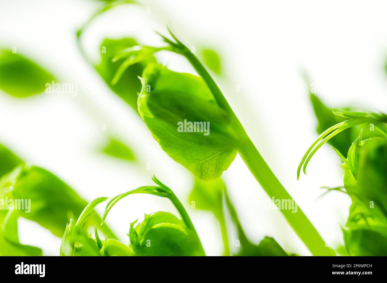 Grünerbsensämlinge, Vorderansicht und Nahaufnahme. Microgreens von Pisum sativum. Grüne Triebe, junge Pflanzen und Sprossen, als Garnierung oder Blattgemüse verwendet. Stockfoto