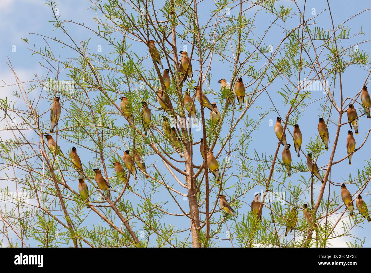 Eine Herde von Zedernwachsflügeln, Bombycilla cedrorum, thront in Zypressen. Stockfoto