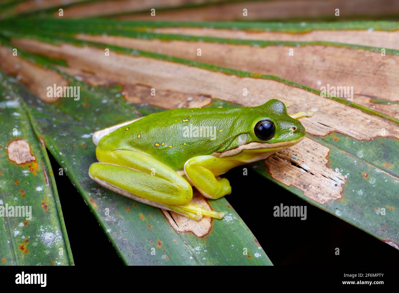 Ein amerikanischer grüner Baumfrosch, Hyla cinerea, der aus einer Palmwedel Futter ergietet. Stockfoto