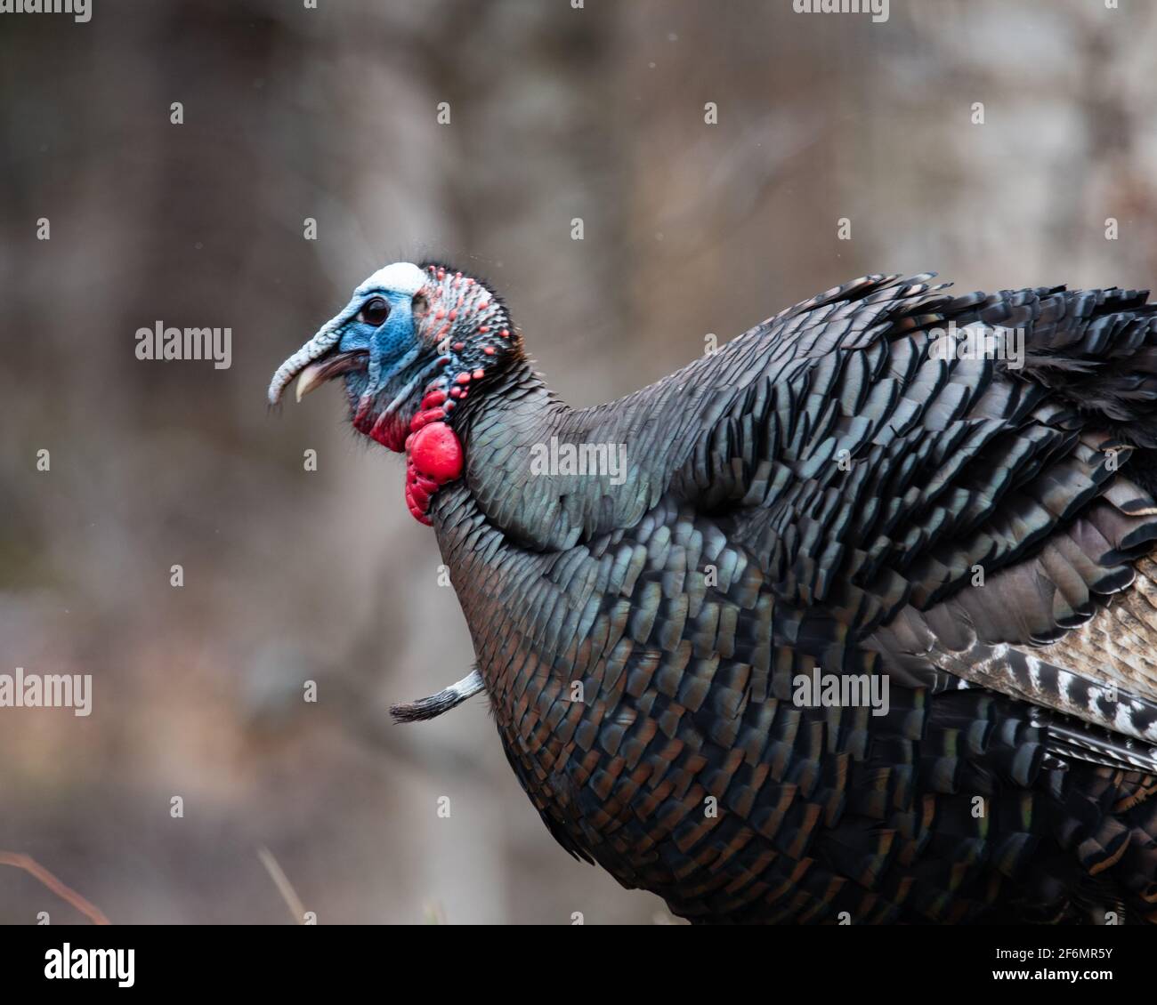Nahaufnahme eines wilden tom turkey, Meleagris galopavo, in der frühen Brutsaison mit einem bunten Wattling und Kopf. Stockfoto