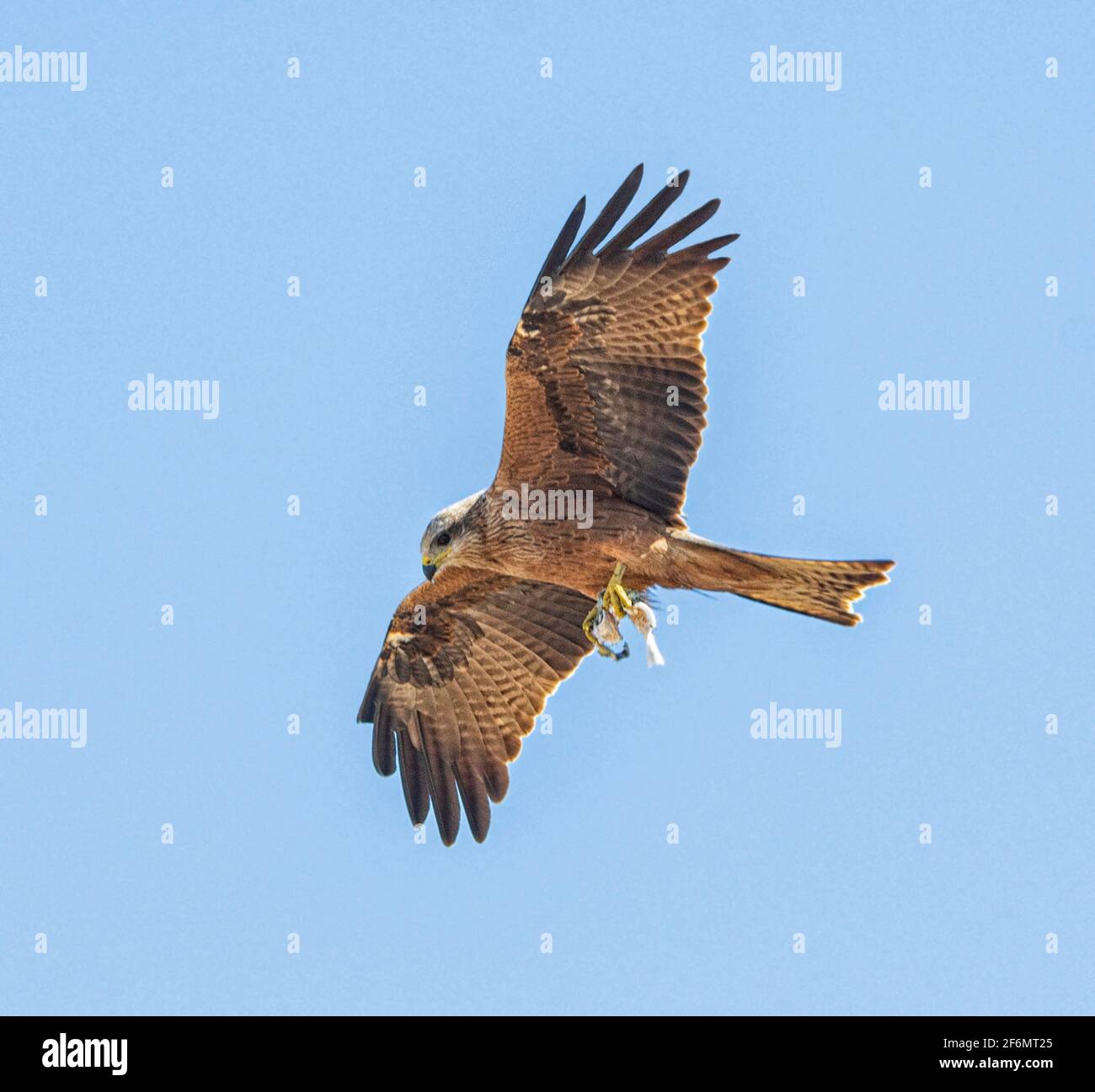 Black Kite (Milvus migrans) mit einem teilweise gefressenen Fisch in den Krallen, Carmila Beach, in der Nähe von Sarina, Queensland, QLD, Australien Stockfoto