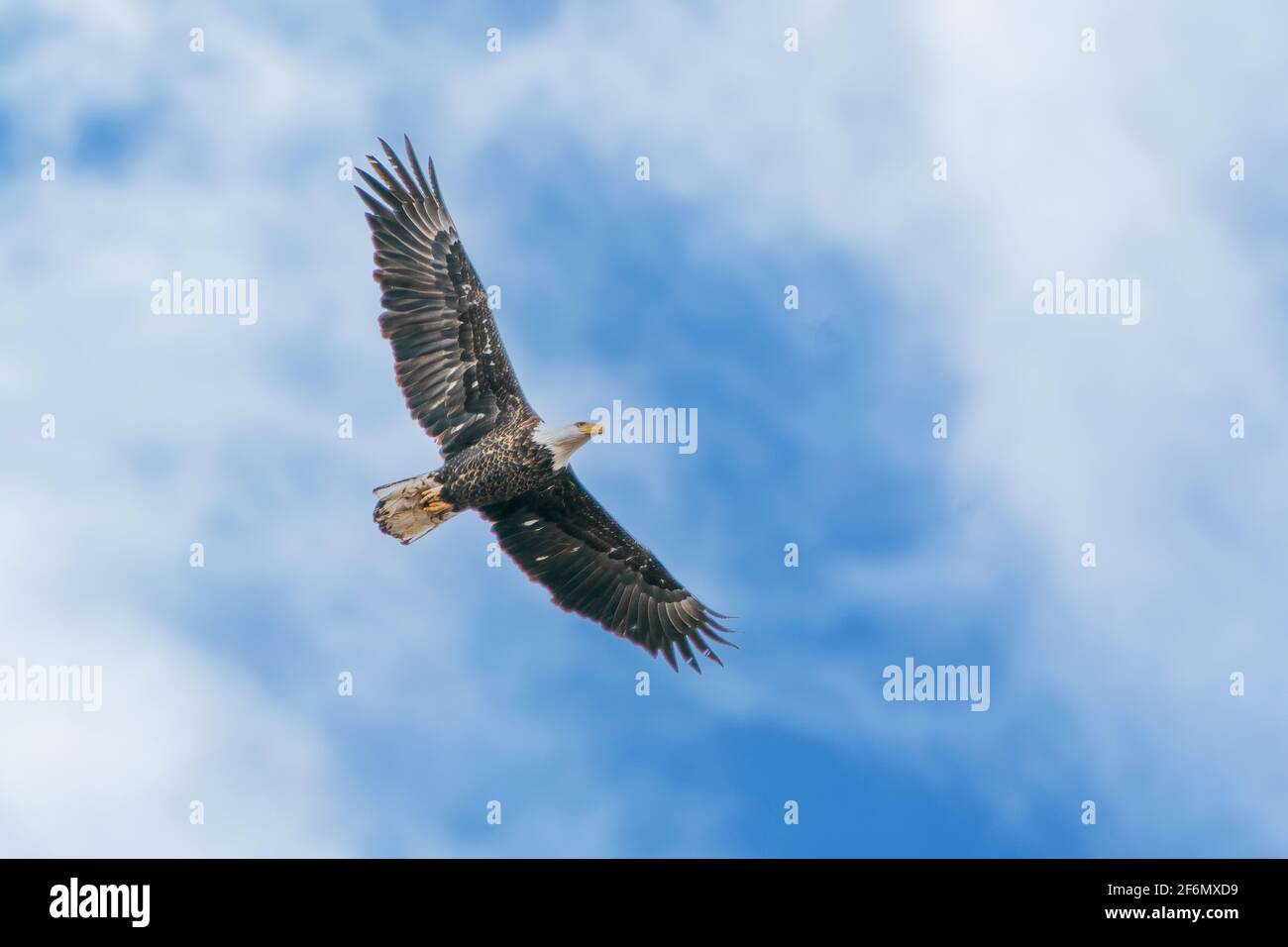 Ich machte dieses Bild eines fliegenden Weißkopfadlers, während ich an einem späten Frühlingsnachmittag in Door County Wisconsin zu meinen fotografischen Jalousien in einem Sumpfgebiet tendierte. Stockfoto