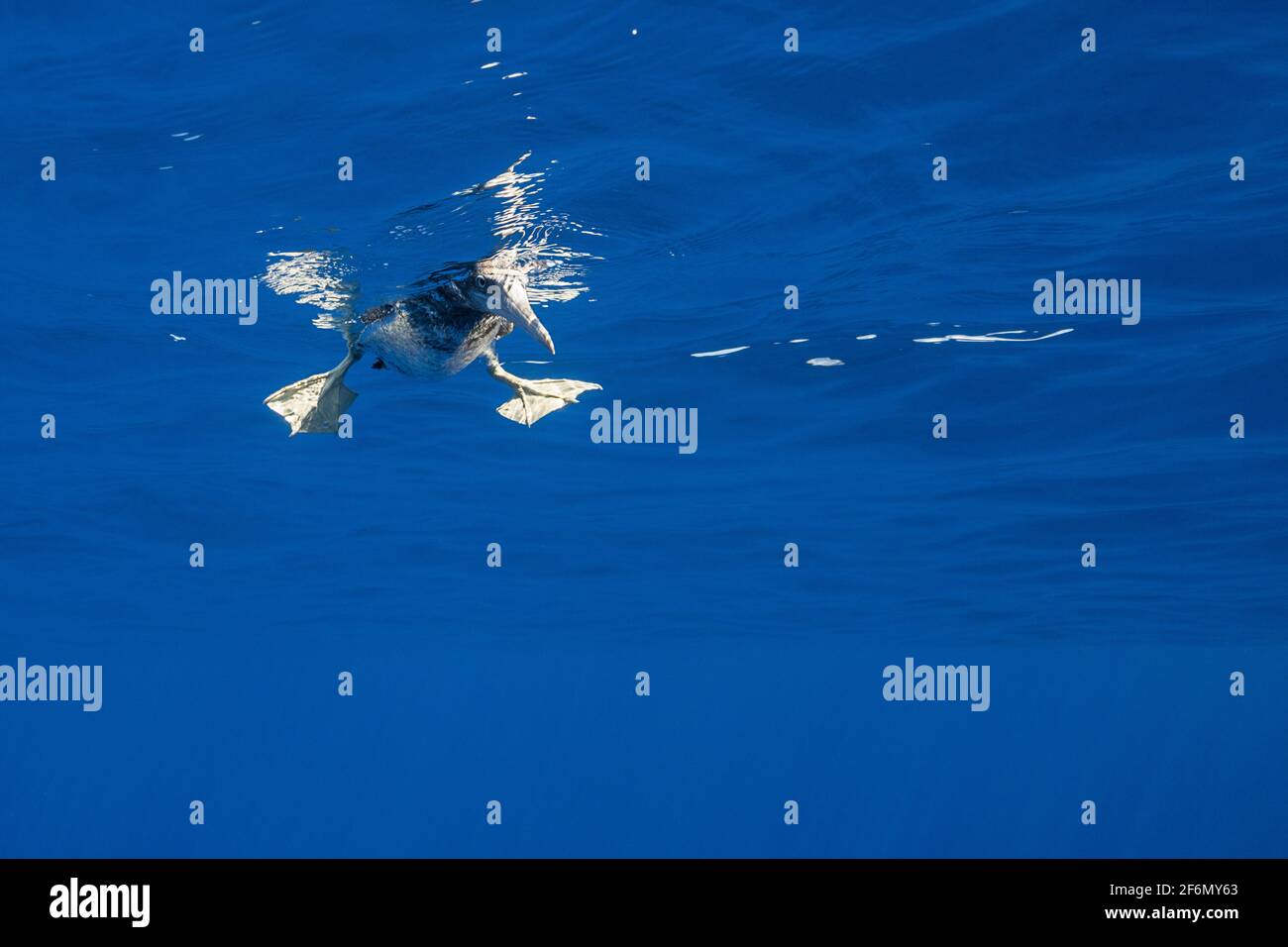 Juveniler Braunbauch, Sula leucogaster, schwimmend auf dem Ozean vor South Kona, Hawaii Island ( The Big Island ) Hawaii, USA ( Central Pacific Ocean ) Stockfoto
