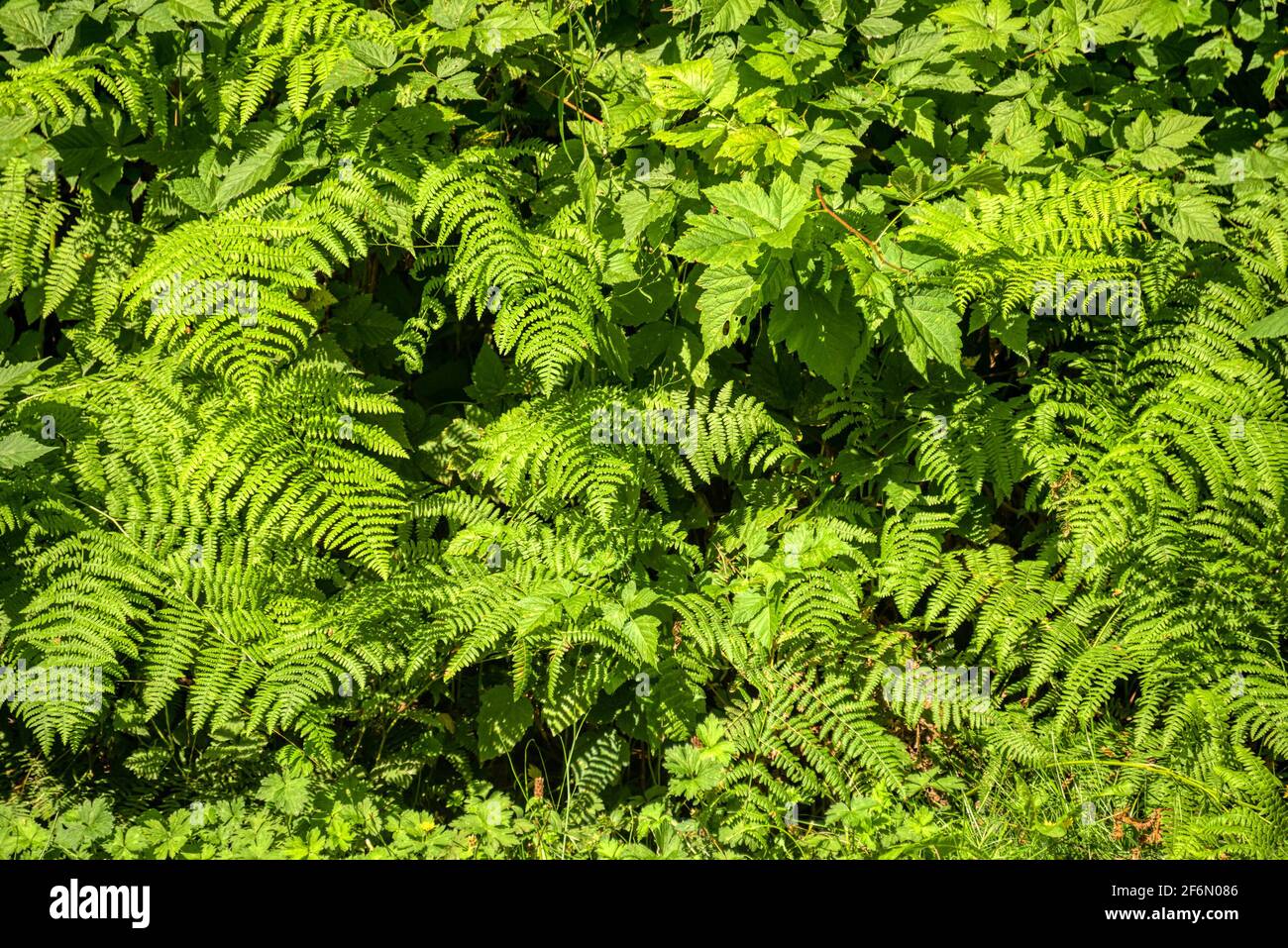 Grüne Blätter Hintergrund. Natürliches Laub von Farn- und Brombeerpflanzen Stockfoto