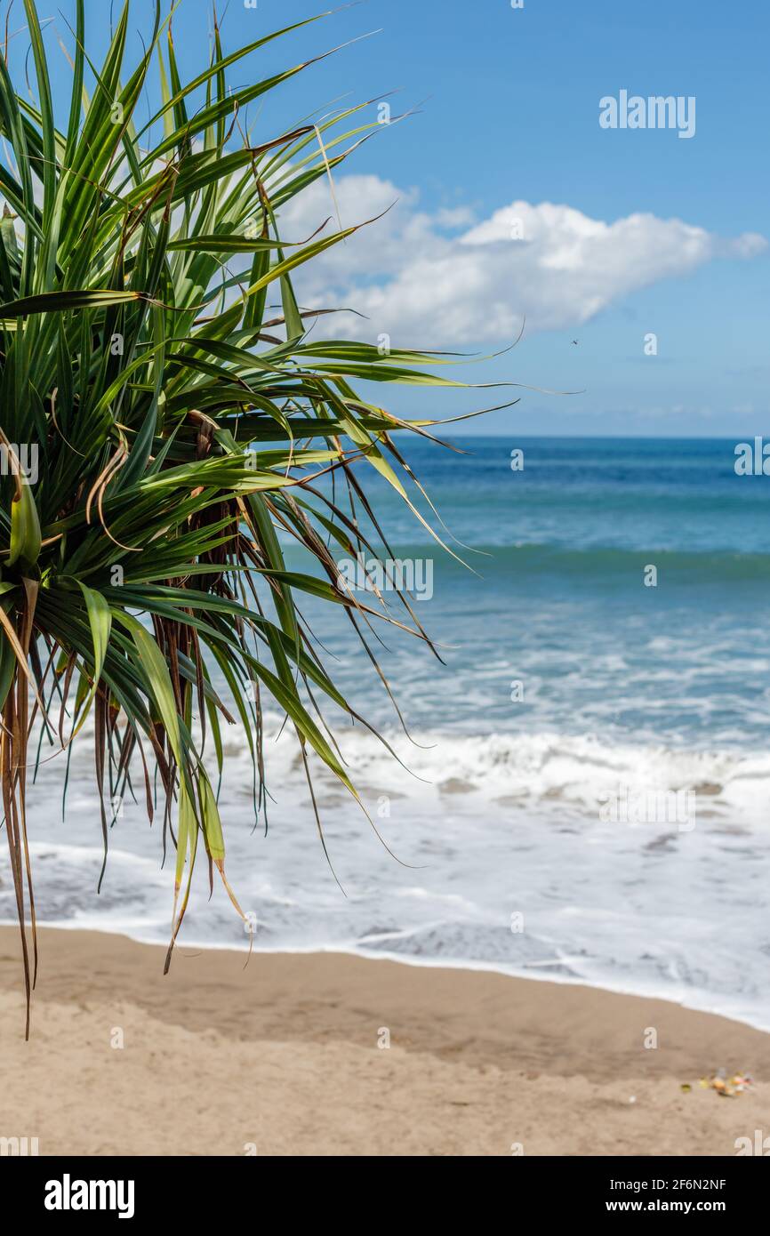Batu Belig Beach (Pantai Batu Belig), Badung, Bali, Indonesien. Grauer Sand, Meereswellen, Bäume. Vertikales Bild. Stockfoto